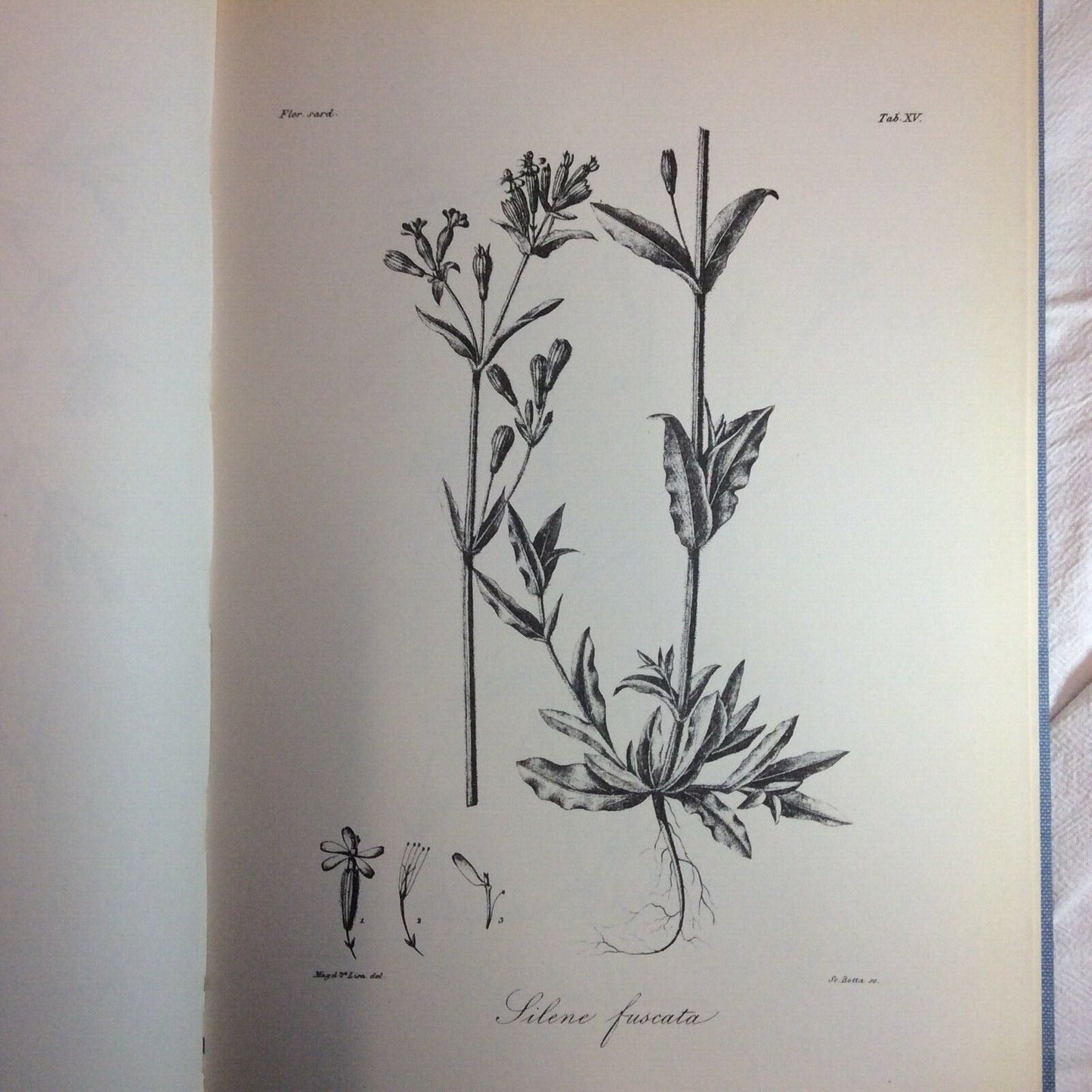 FLORA SARDOA SEU HISTORIA PLANTARUM, JOSEPHO HYACINTHO MORIS, ANASTATICA FORNI