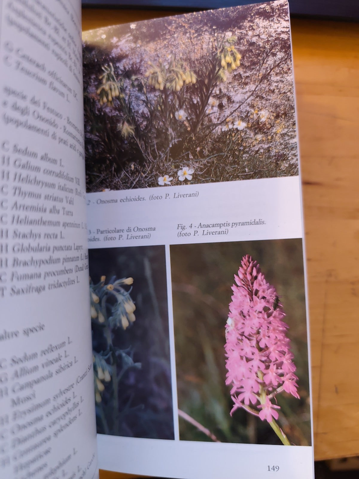 La vena del Gesso Bologna - Regione Emilia Romagna, U. Bagnaresi 1994