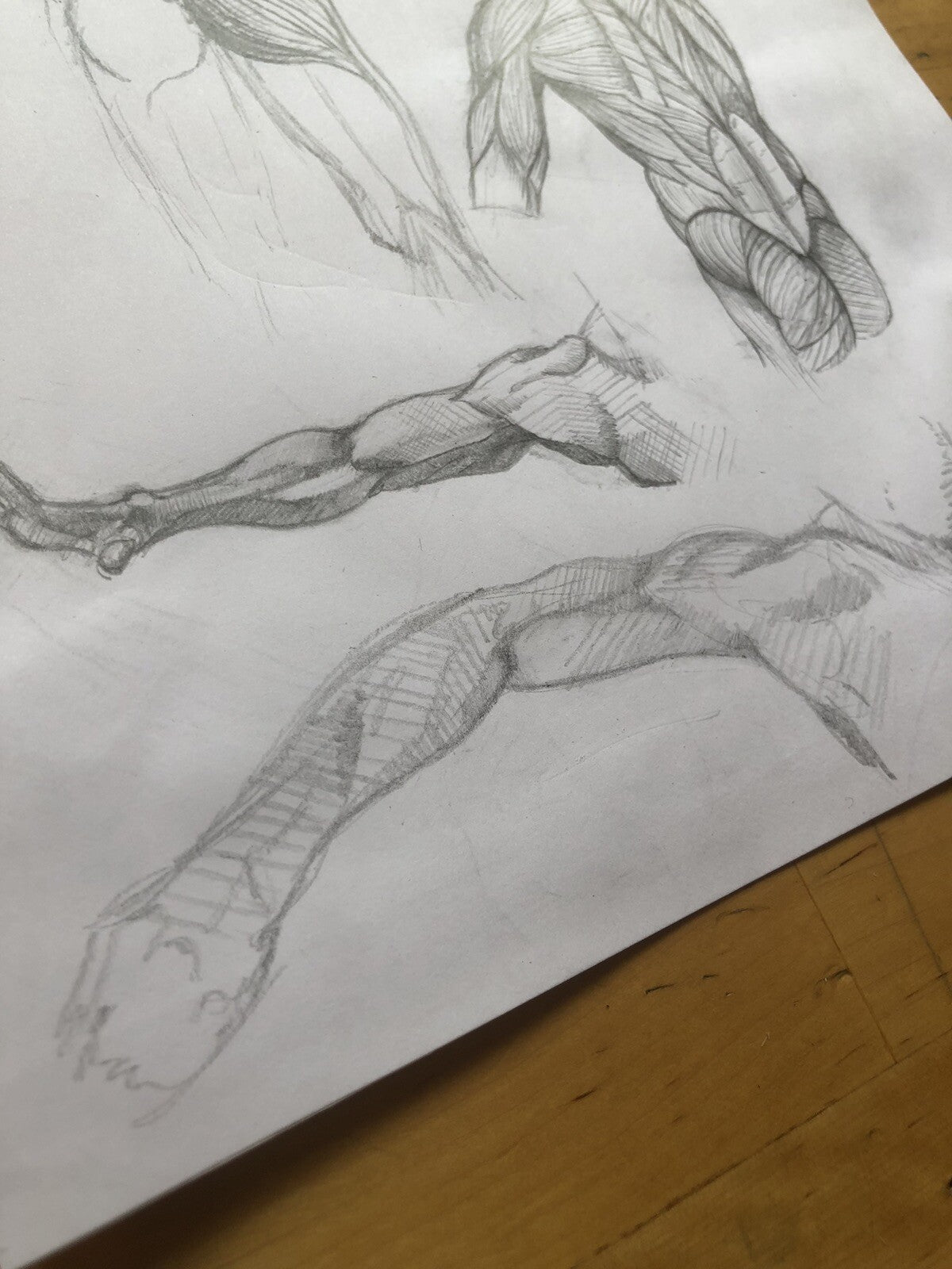 Anatomy Muscle Figure – Hand Drawn Human Body Sketch – Pencil Anatomical Art