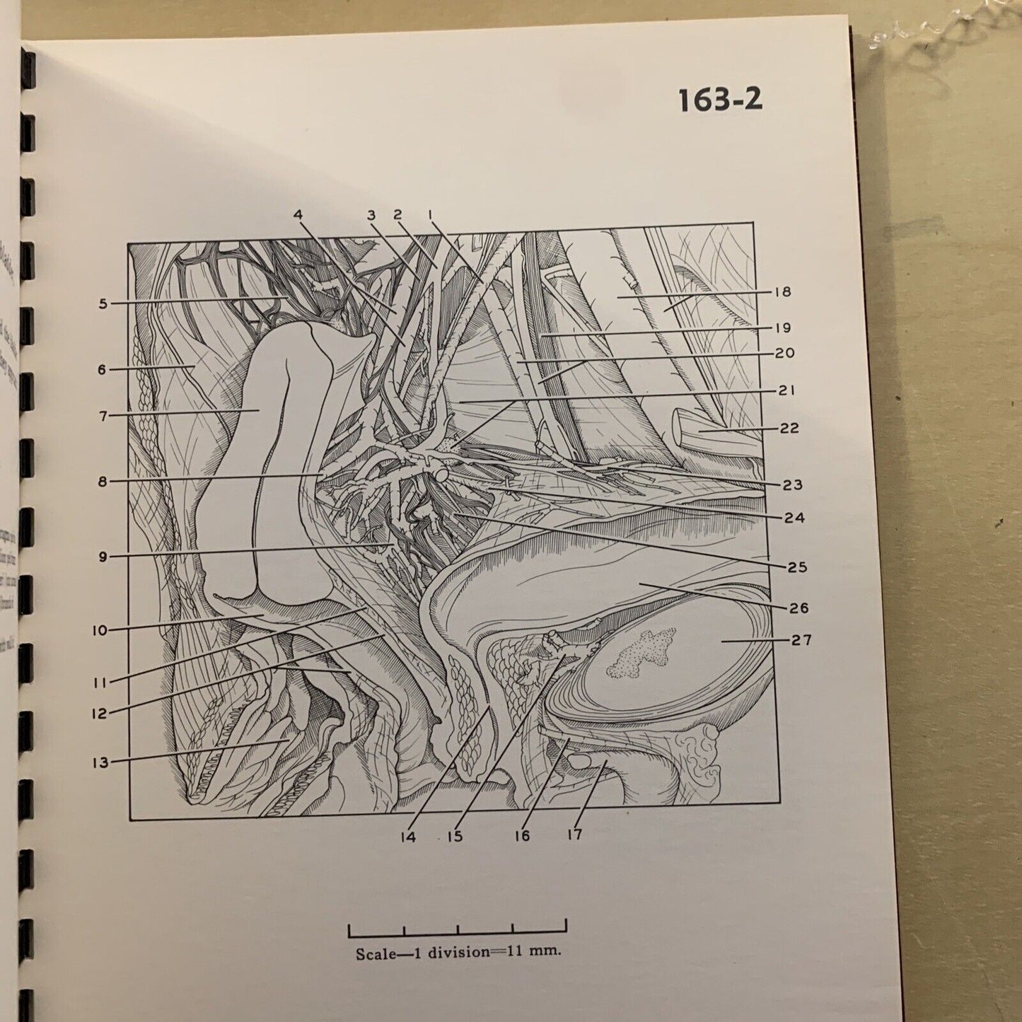 A STEREOSCOPIC ATLAS OF HUMAN ANATOMY - David Bassett section VI The pelvis #