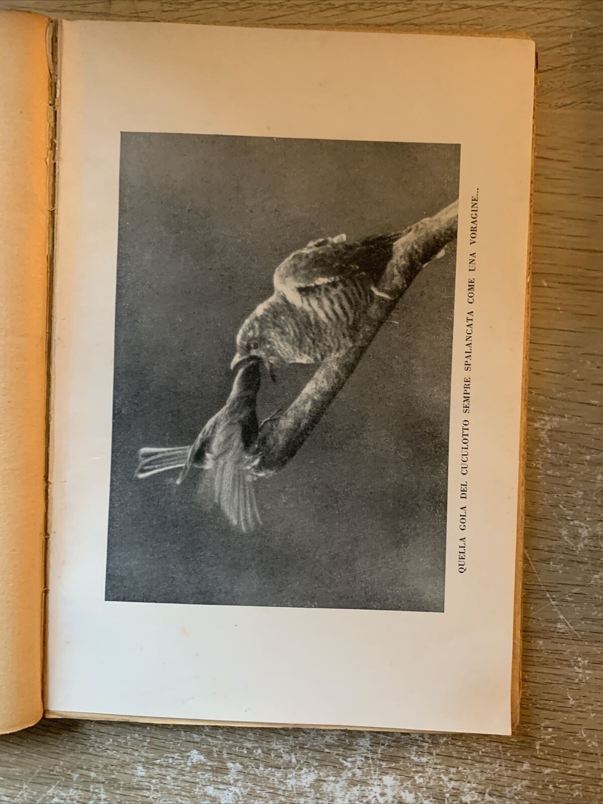 Piccolo Mondo dei Boschi. Carlo A. Girardon. Ceschina 1935