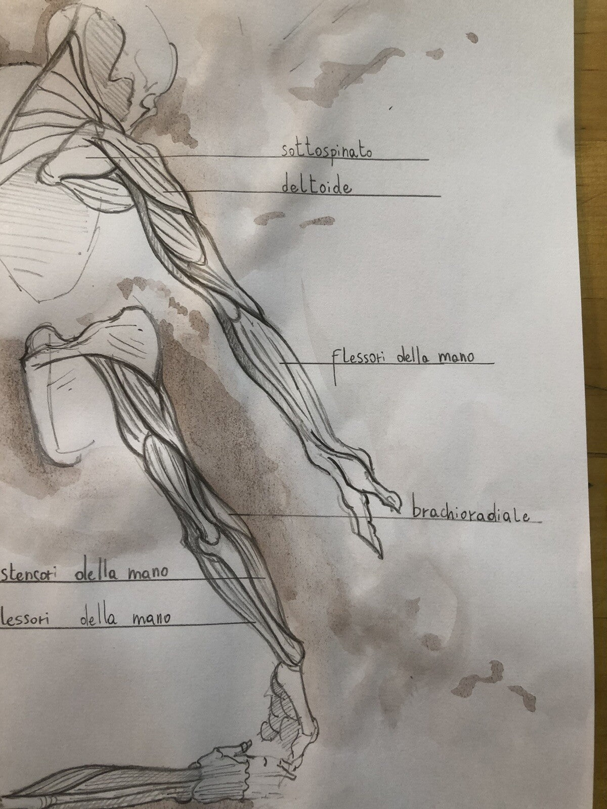 Tavola anatomica disegnata a mano, Arto superiore pronazione e supinazione