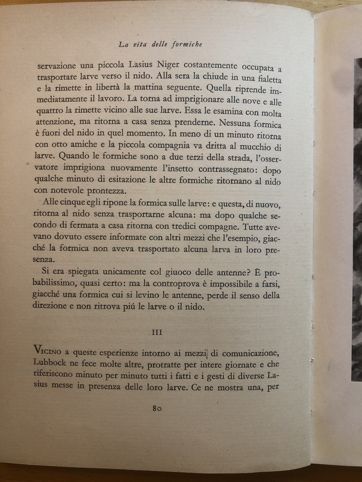 La vita delle formiche, Maurice Maeterlinck. Mondadori 1932