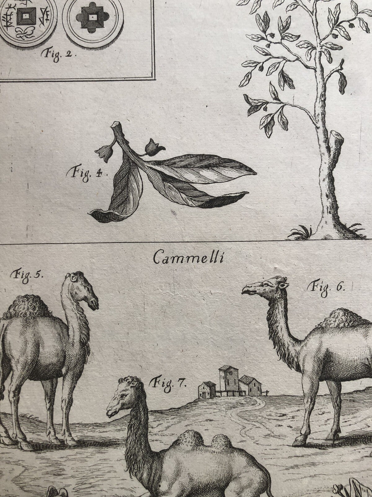 Incisione stampa botanica Campeccio cammello monete Cambogia antica 1700 ca.