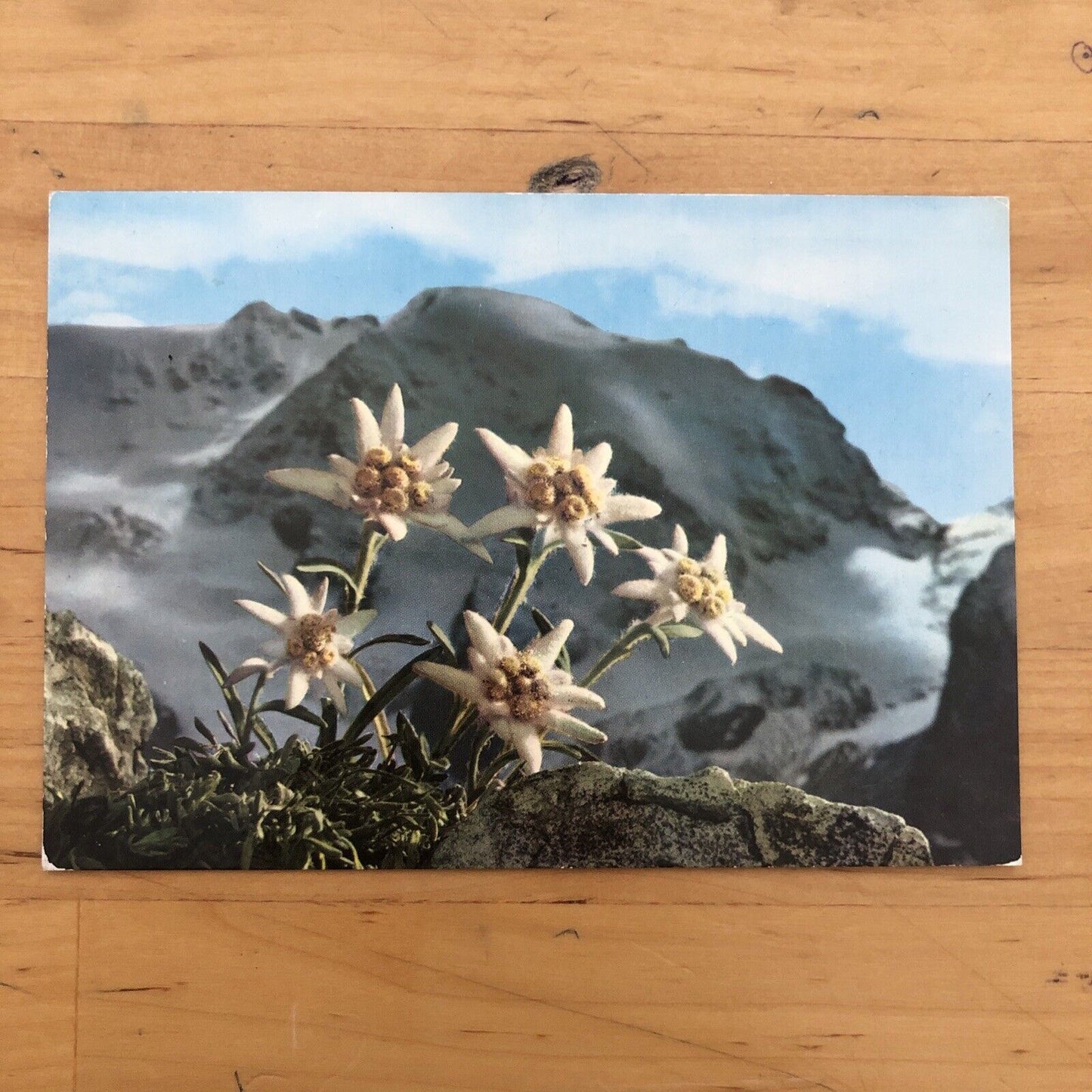 Cartolina STELLE ALPINE 1972 - VIAGGIATA