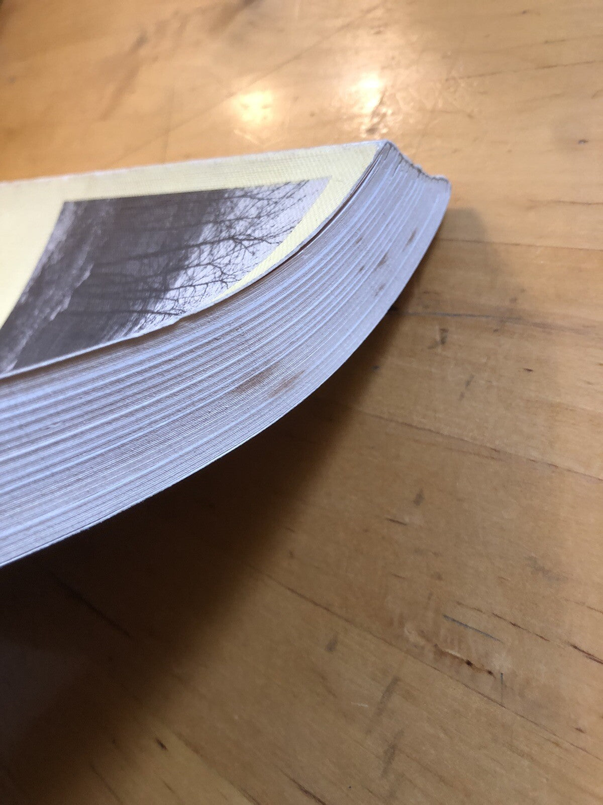 Il Castiglionese dei Pepoli (Castiglione dei Pepoli Bologna) Paolo Guidotti 1982