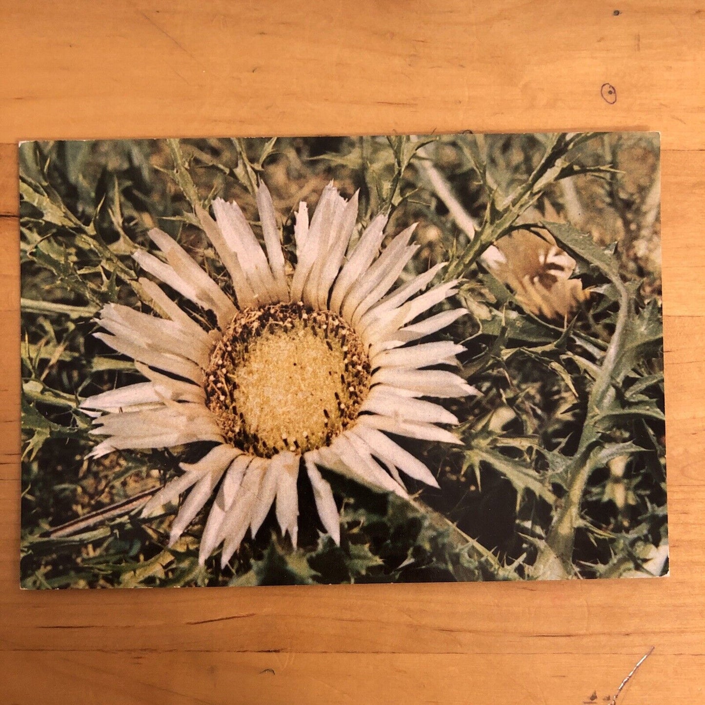 CARTOLINA - CARDO CARLINA ACAULIS - NON VIAGGIATA
