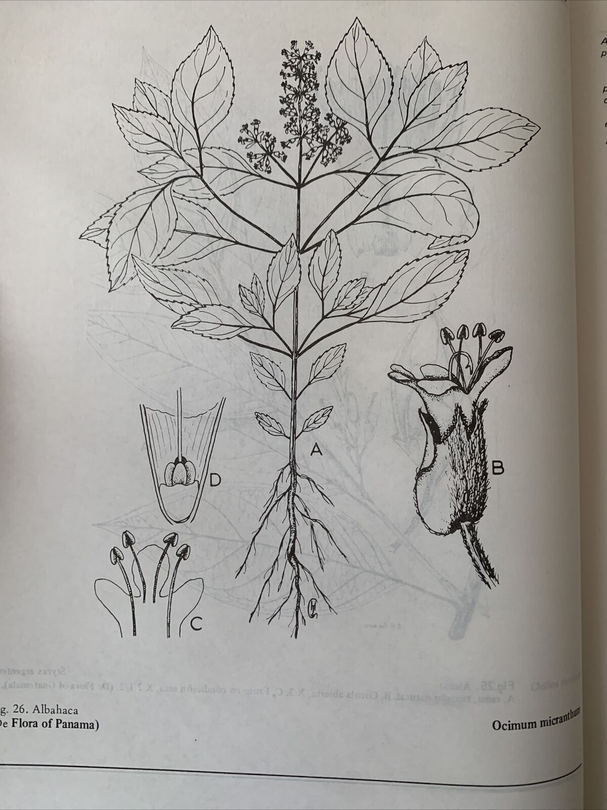 Plantas Comunes de Honduras. Cyril Hardy Nelson. Common Plants of Honduras 1986
