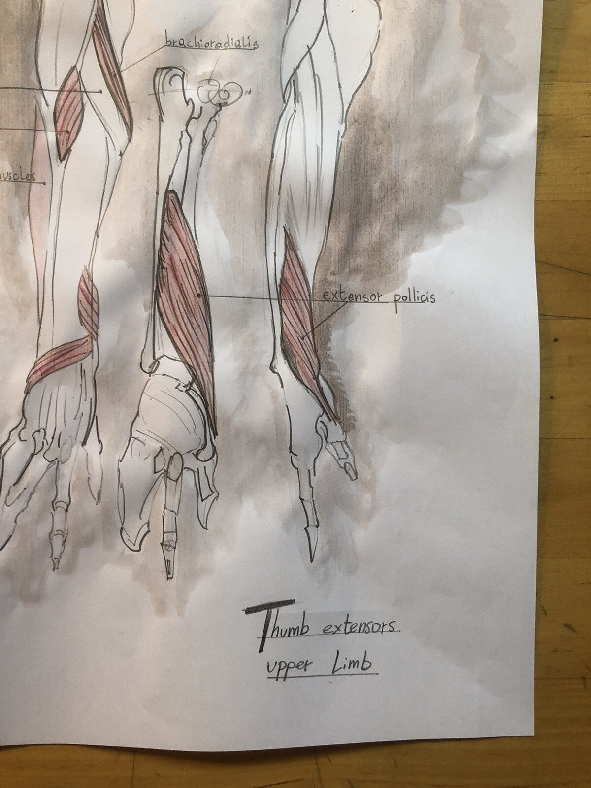 Hand-Drawn Anatomical Chart – Thumb extensors, Upper Limb – Pencil & Watercolor