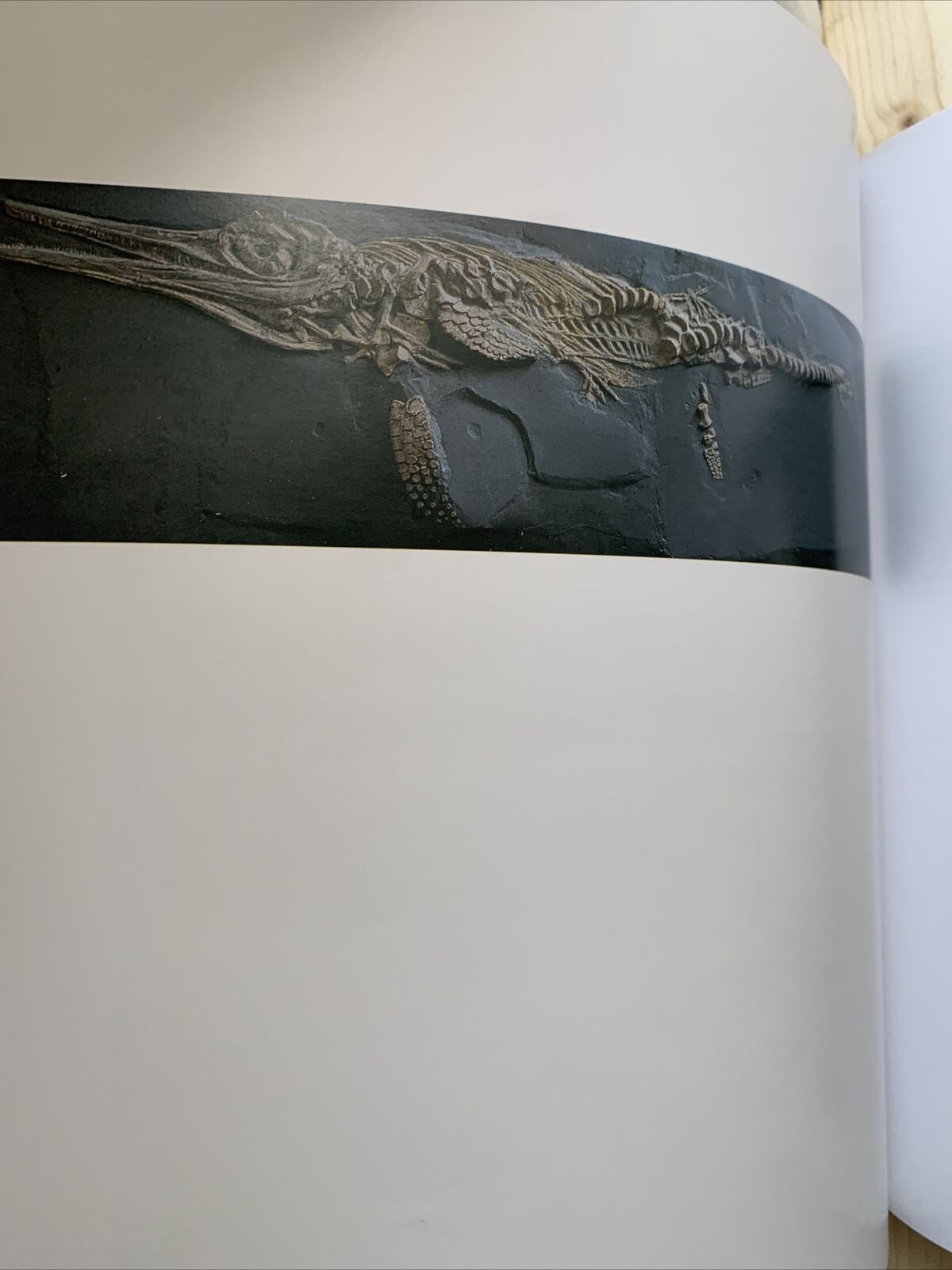 MUSEI DELLE SCIENZE NATURALI - Immagini ed emozioni. Rosaria Ghiara, Electa ed.#