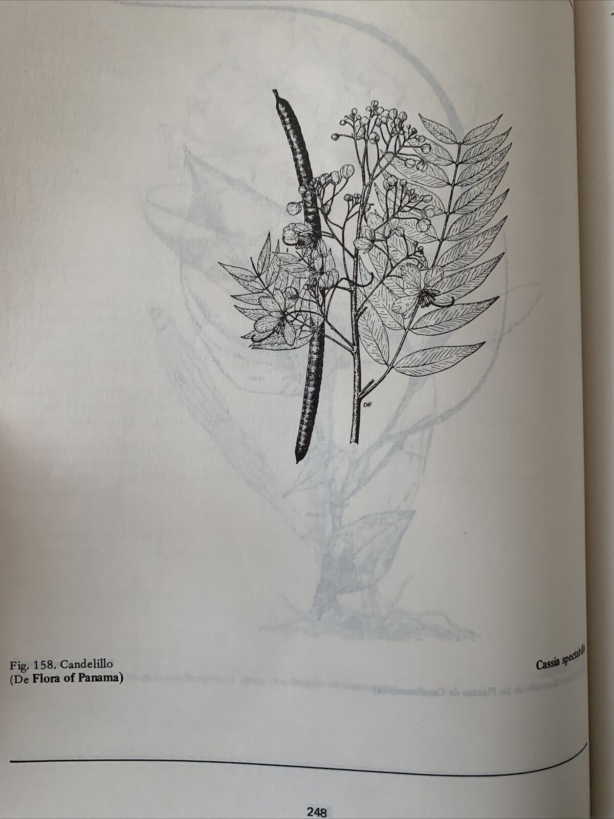 Plantas Comunes de Honduras. Cyril Hardy Nelson. Common Plants of Honduras 1986