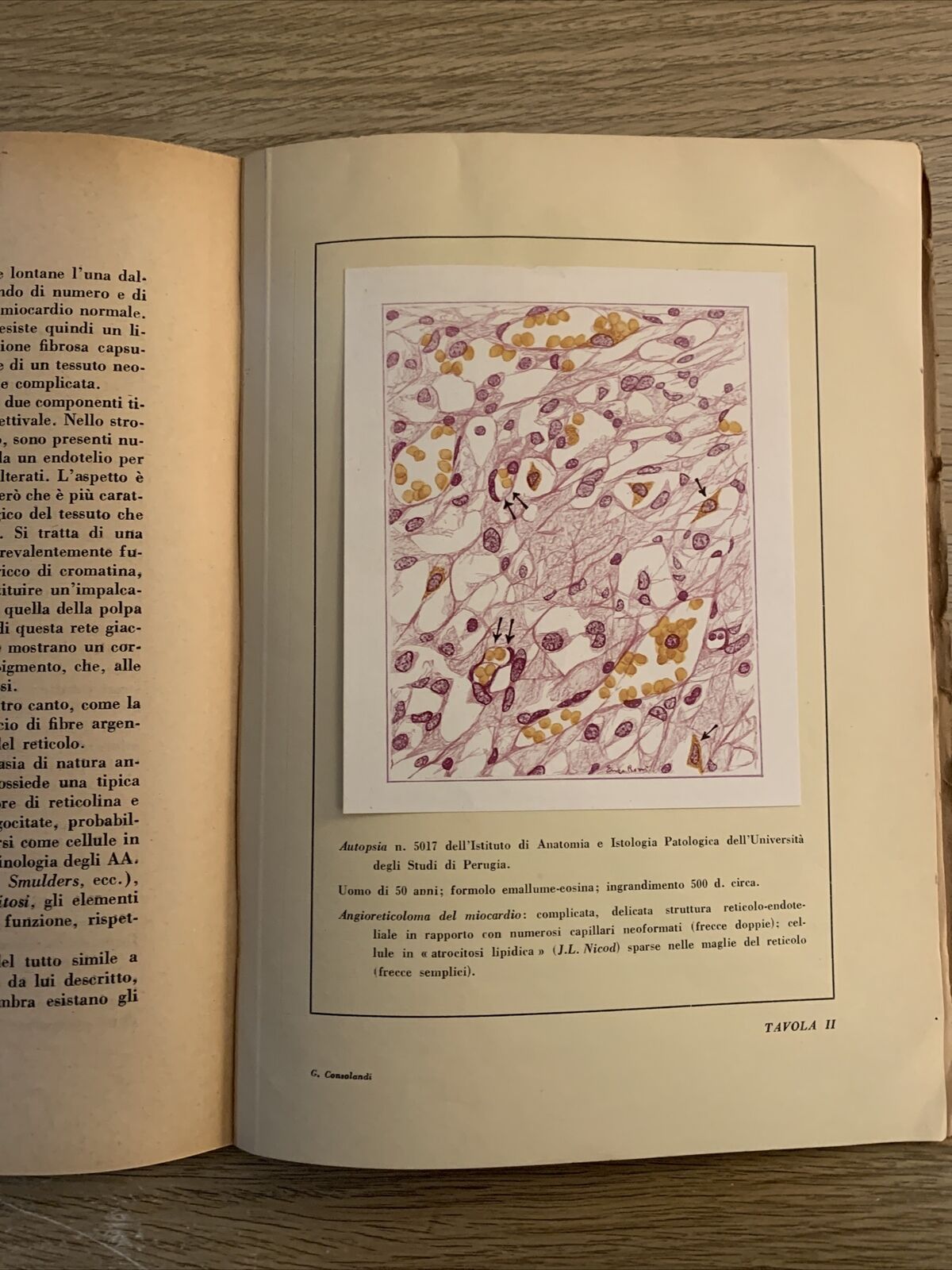 ISTITUTO DI ANATOMIA E ISTOLOGIA PATOLOGICA. LUCIO SEVERI. UNIVERSITÀ DI PERUGIA