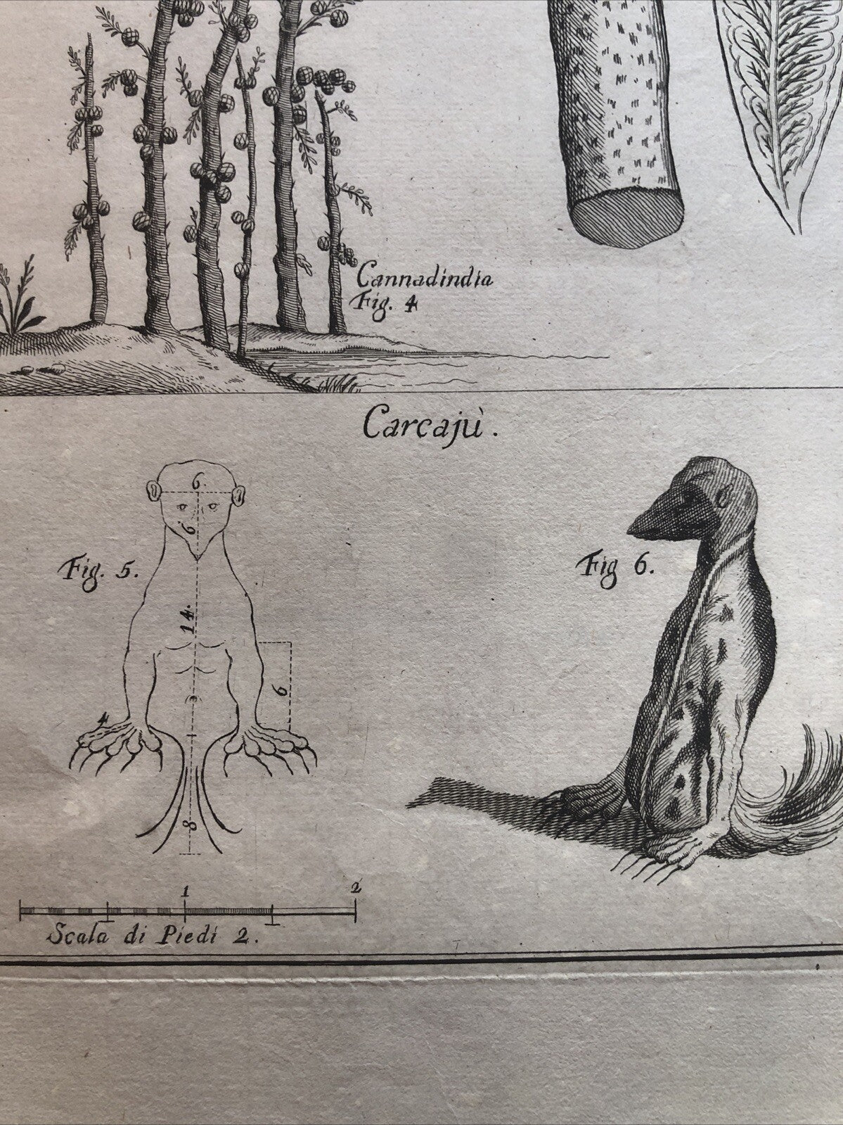 Incisione stampa botanica carambola cannella cannadindia Carcajù Ghiottone '700