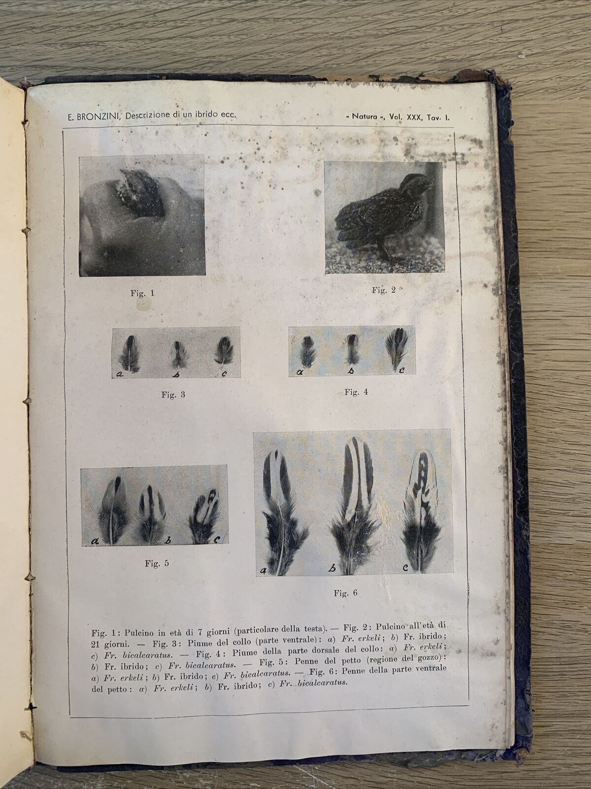 NATURA RIVISTA DI SCIENZE NATURALI. 4 ANNATE RILEGATE A LIBRO. 1936 1937 1938 39
