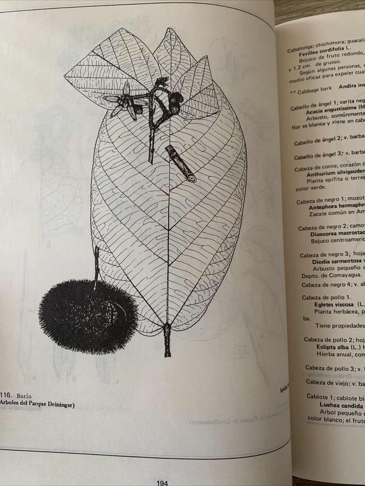 Plantas Comunes de Honduras. Cyril Hardy Nelson. Common Plants of Honduras 1986
