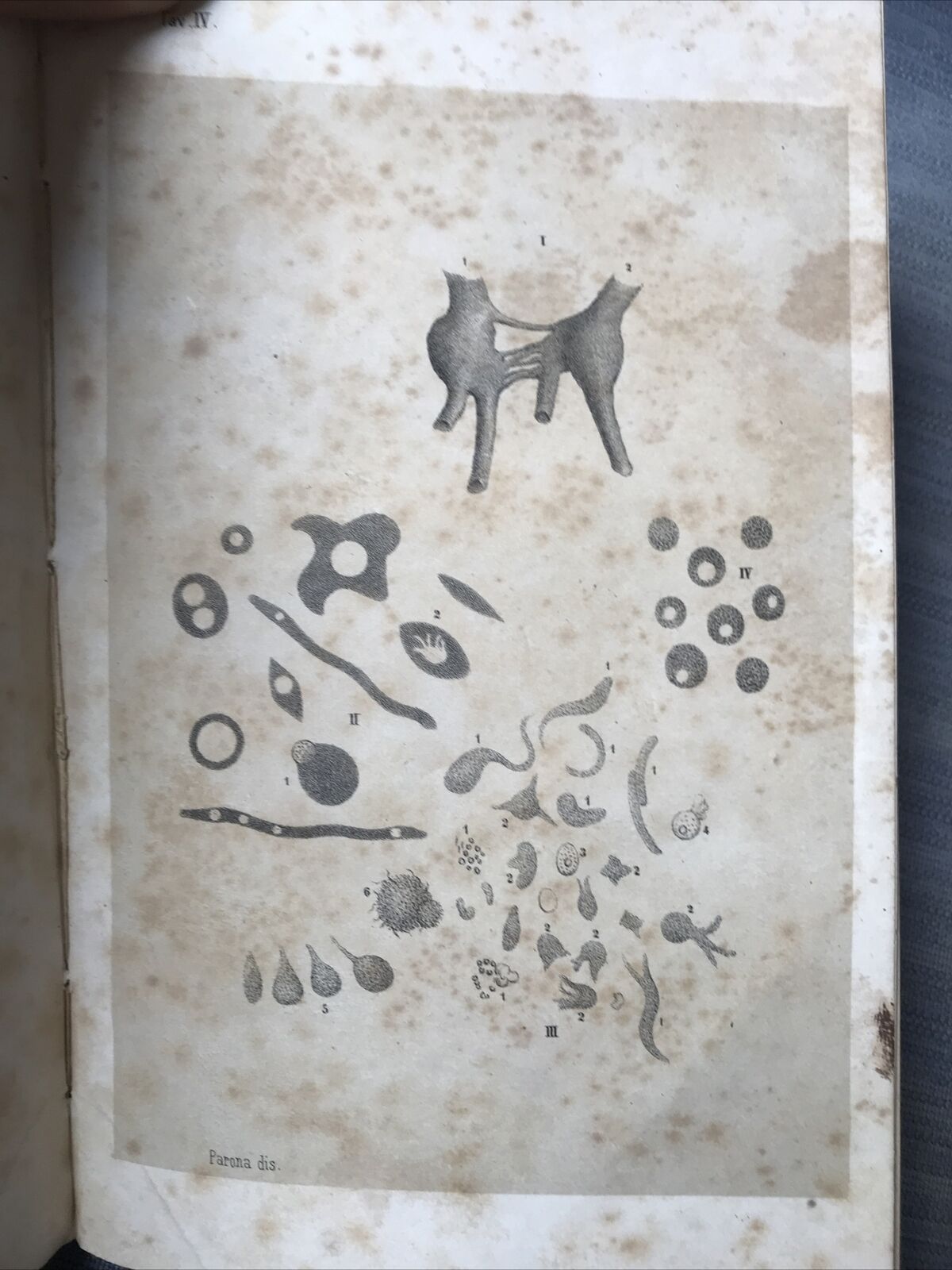 LA SALIVA UMANA, Eusebio Ohel 1864. **MEDICINA - MOLTO RARO INTROVABILE**