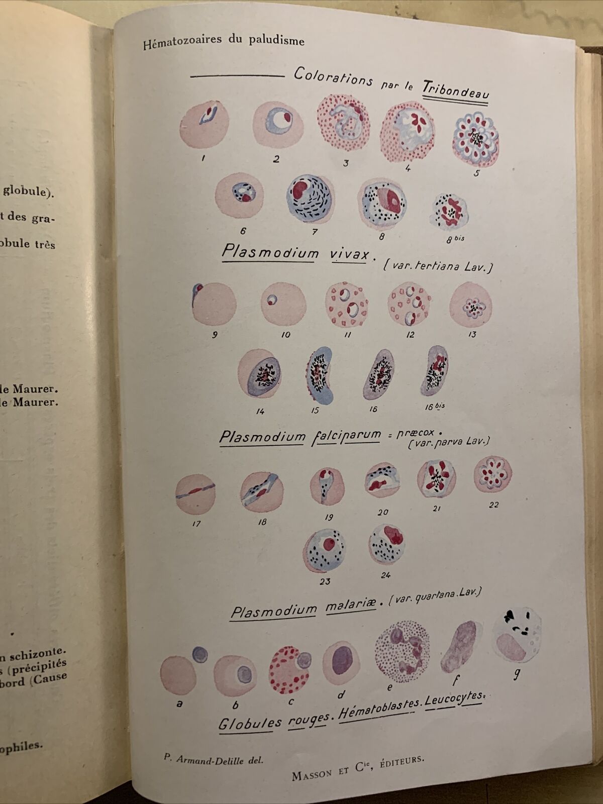 Manuel Technique de Microbiologie et Serologie #