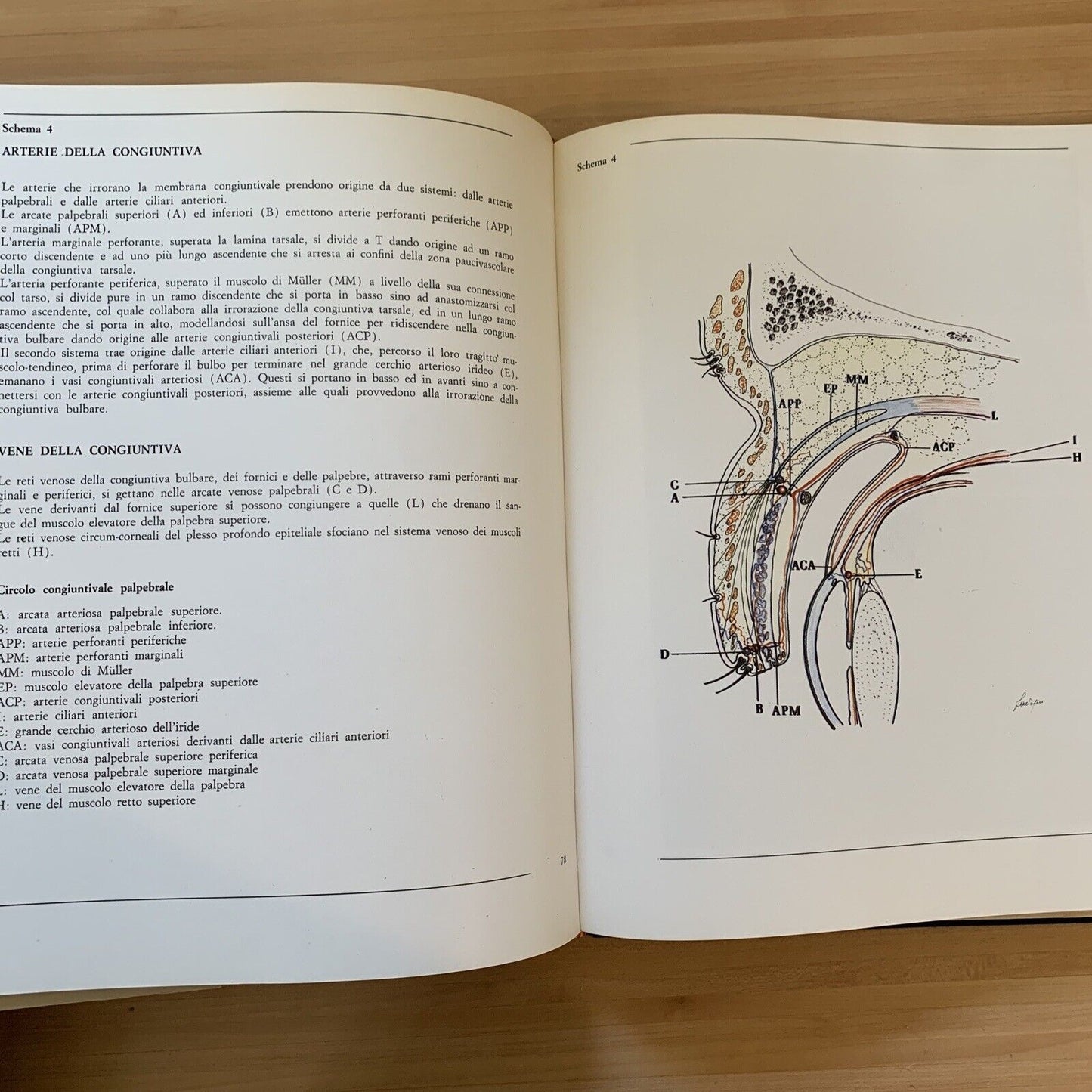 L'OCCHIO - parte terza volume primo. microvascolarizzazione. Morone, Ottaviani