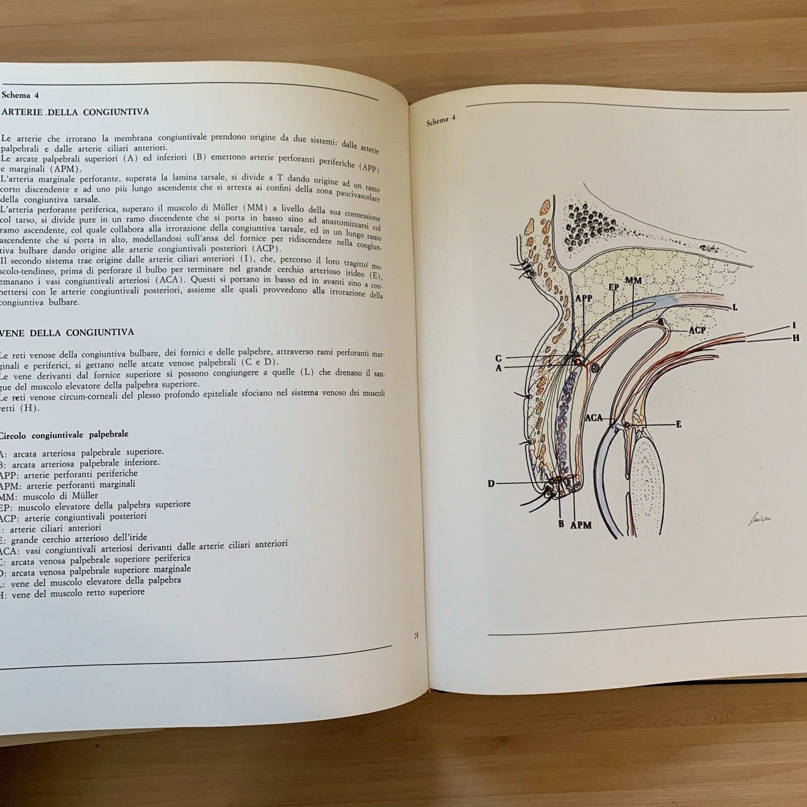 L'OCCHIO - parte terza volume primo. microvascolarizzazione. Morone, Ottaviani