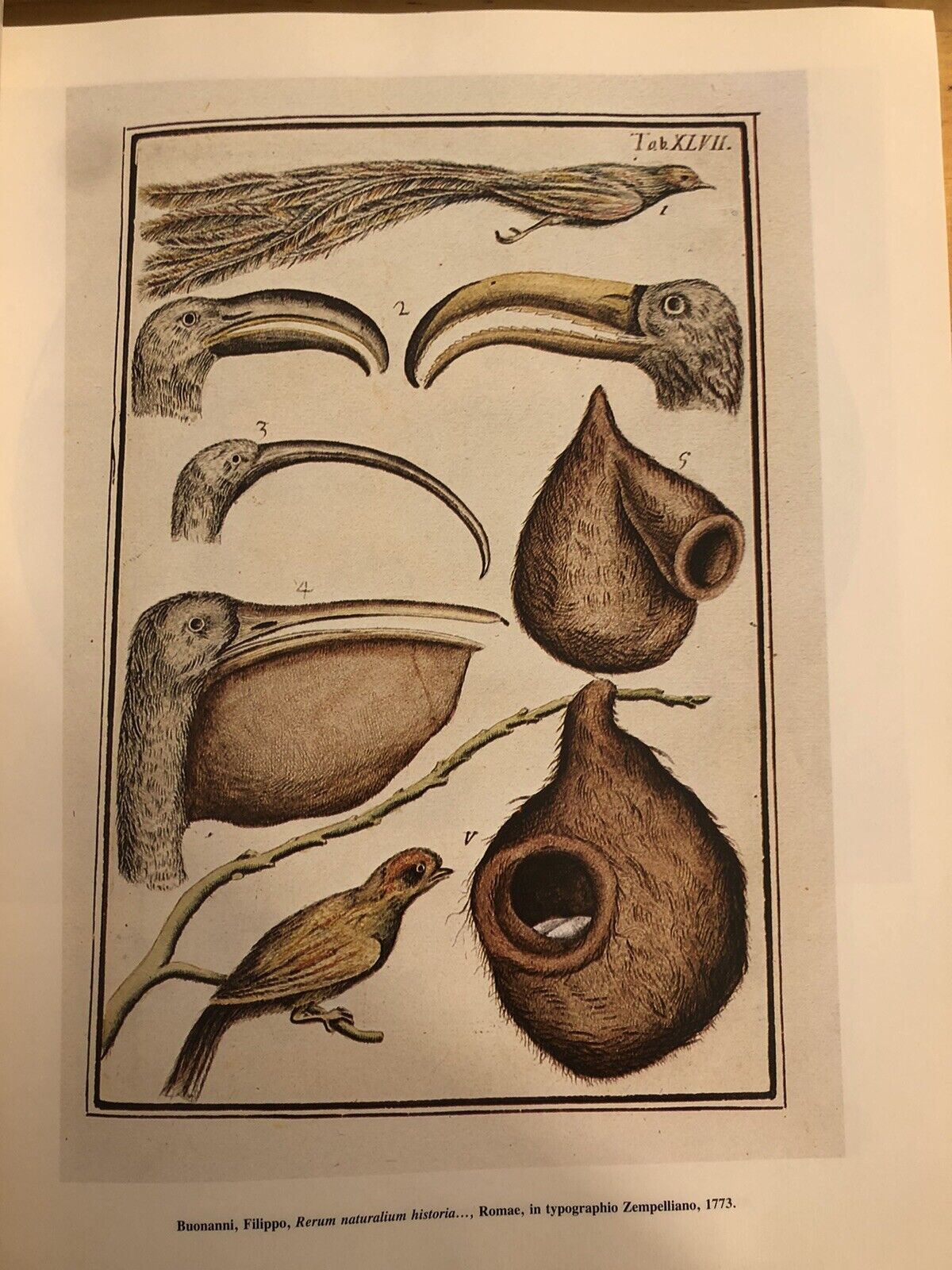 BIBLIOTHECA BOTANICA - LODOVICO CALDESI erbario e libri dal cinquecento al 700