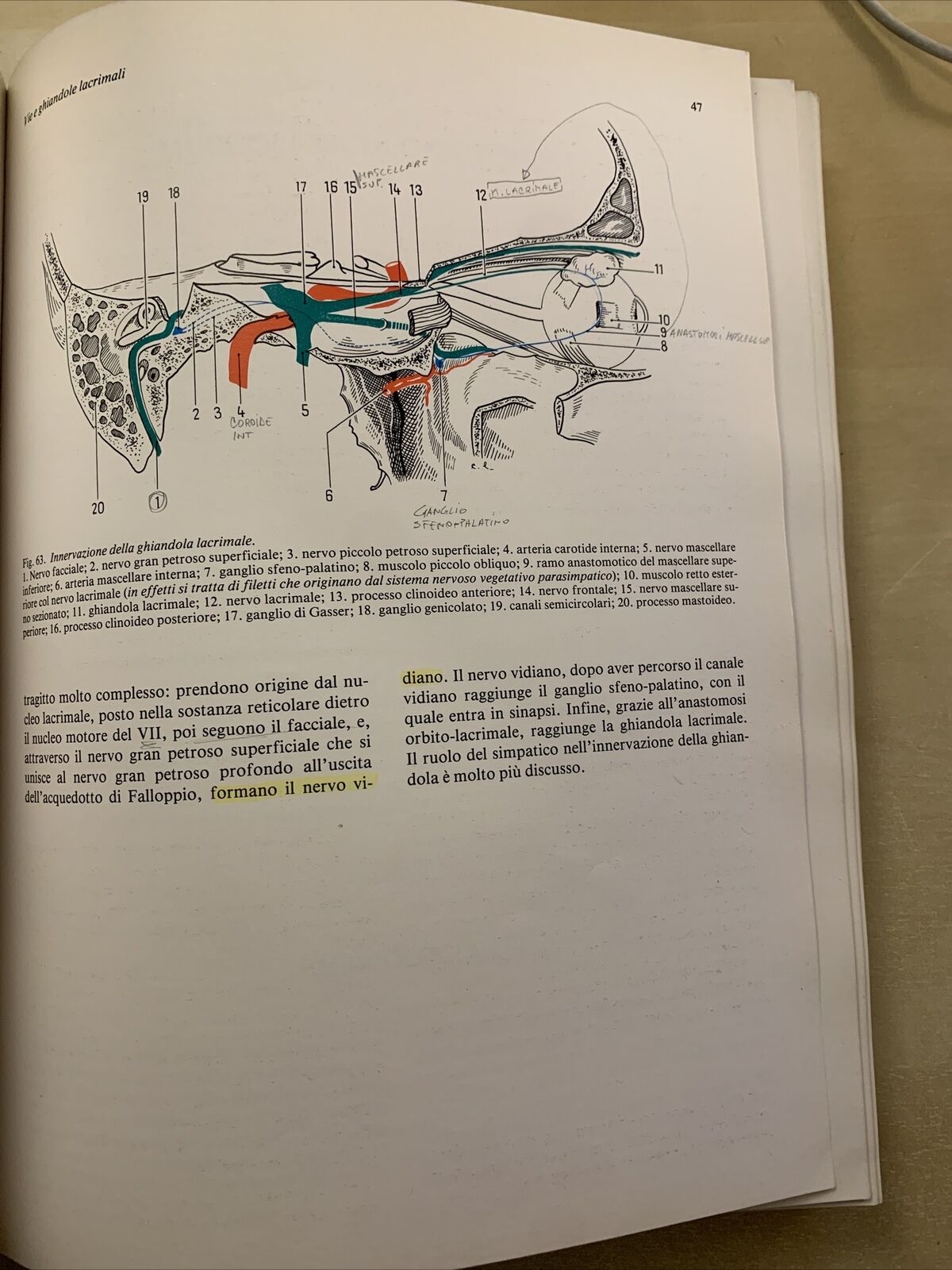 MANUALE DI ANATOMIA E ISTOLOGIA DELL'OCCHIO - SARAUX, LEMASSON, OFFRET. MASSON #
