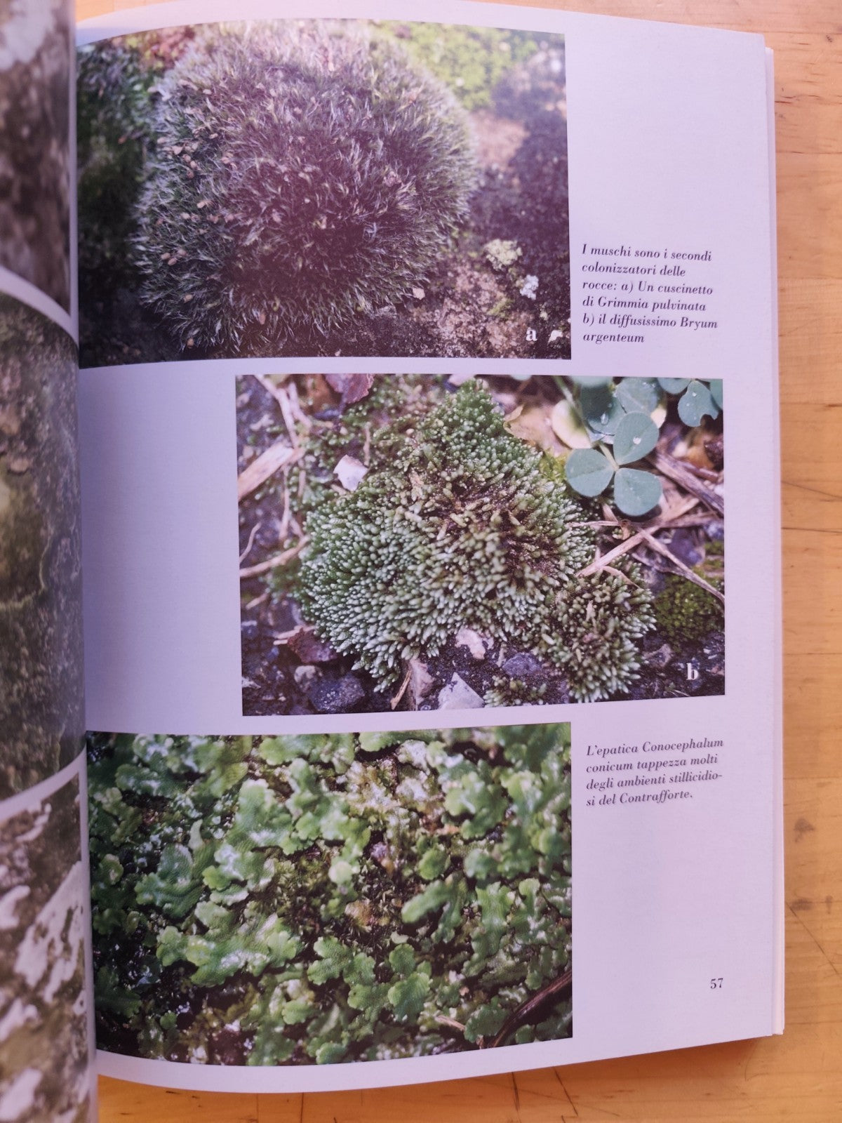 C'era una volta il mare. . . natura e storia tra il Sasso e il Monte delle Formi