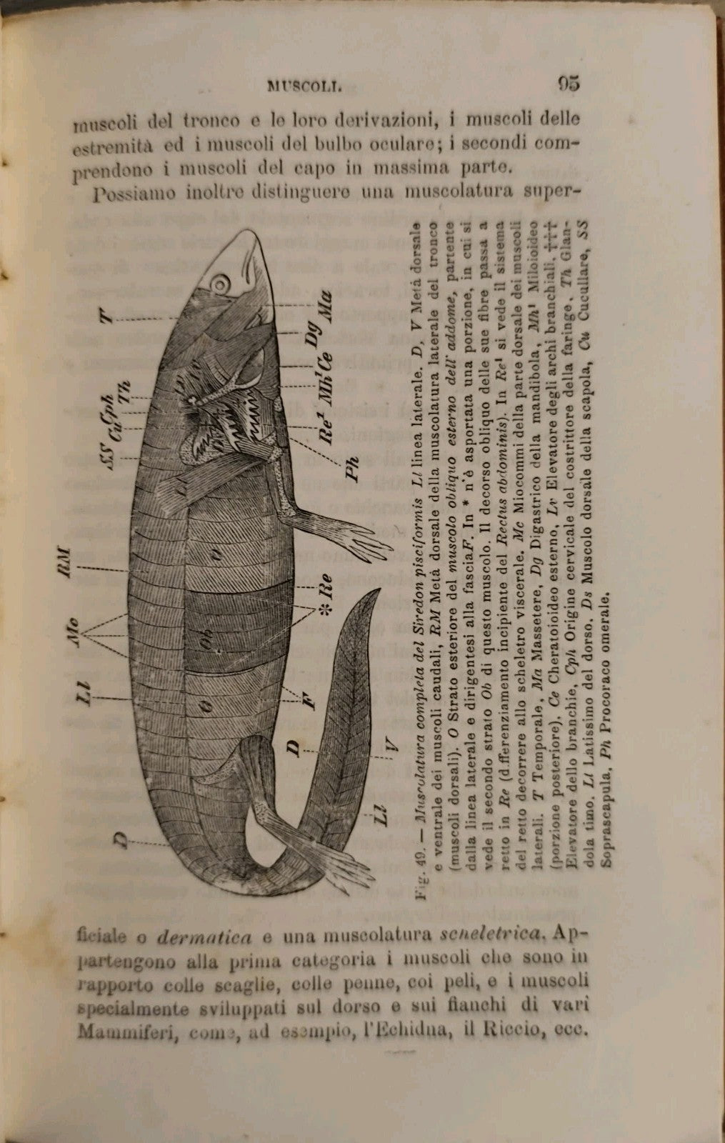 Anatomia comparata - L. Camerano - 1892 - Vallardi ed. 117 figure 