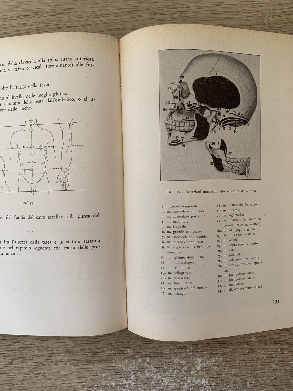 ANATOMIA PER GLI ARTISTI Angelo Morelli, Fratelli Lega 1943. illustrato