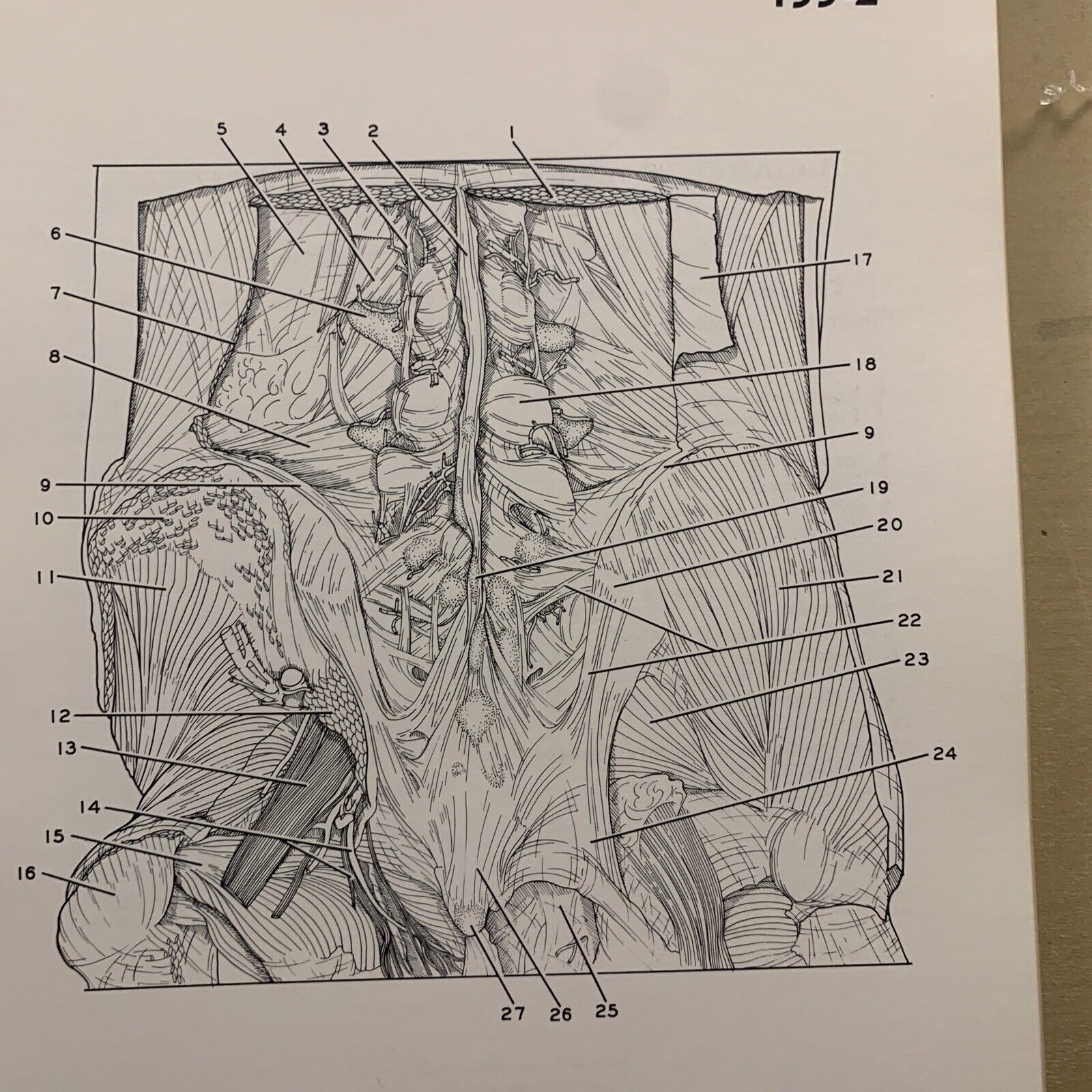 A STEREOSCOPIC ATLAS OF HUMAN ANATOMY - David Bassett section VI The pelvis #