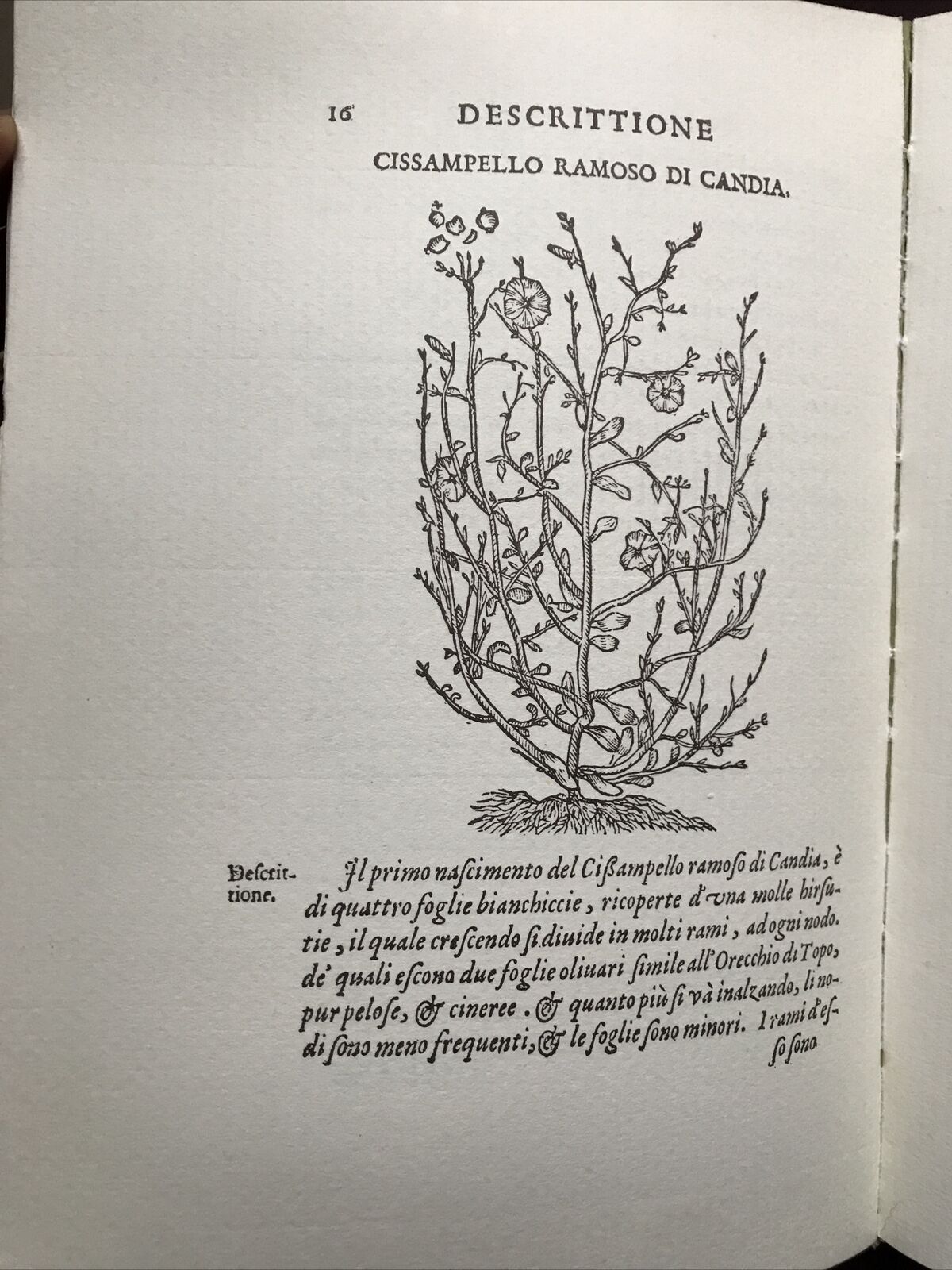 MONTE BALDO, Giovanni Pona. Botanica-Piante rare, facsimile 1972 dell'ed. 1617