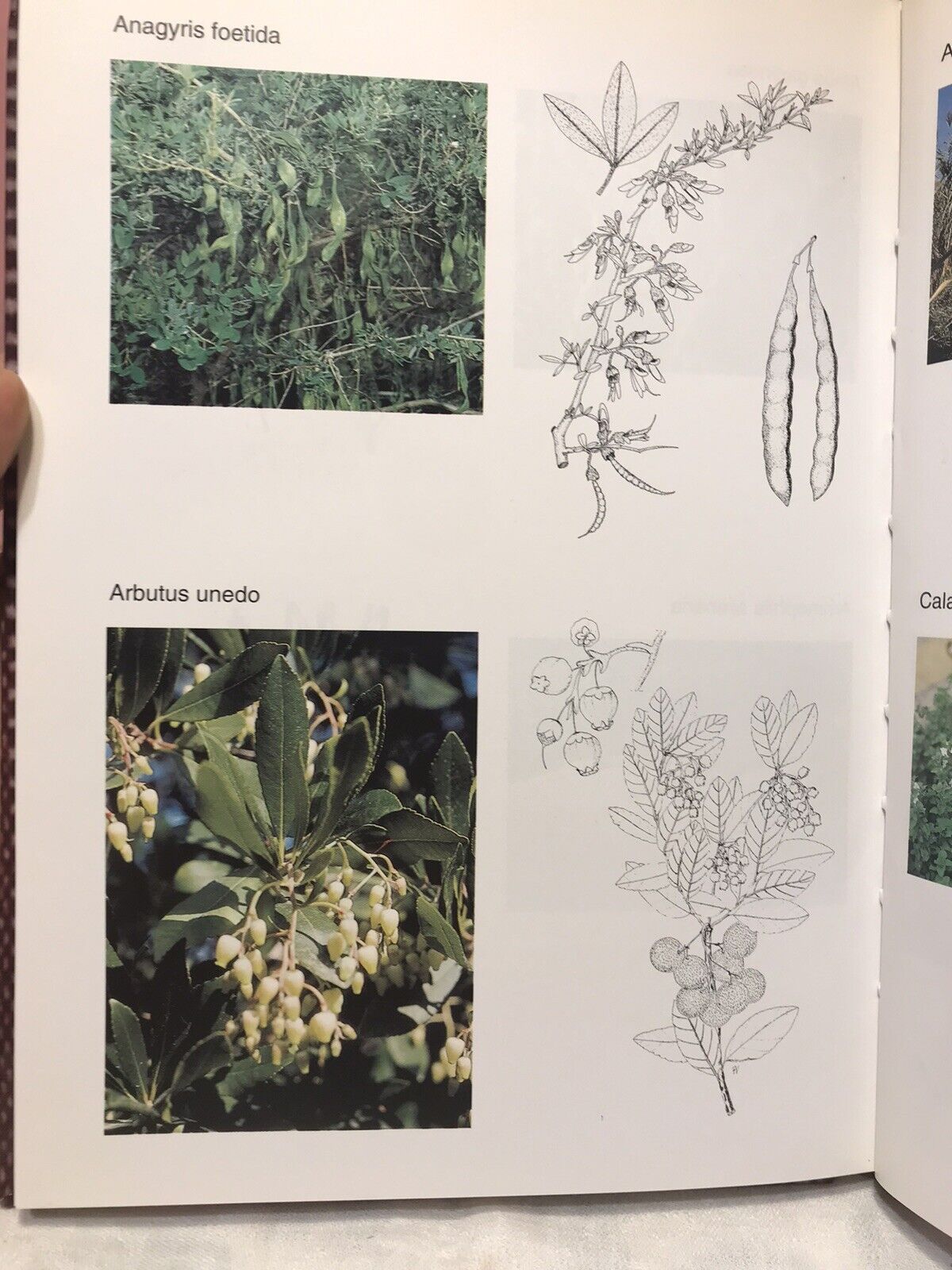 Piante officinali nella comunità montana delle Baronie, J. Camarda, V. Satta