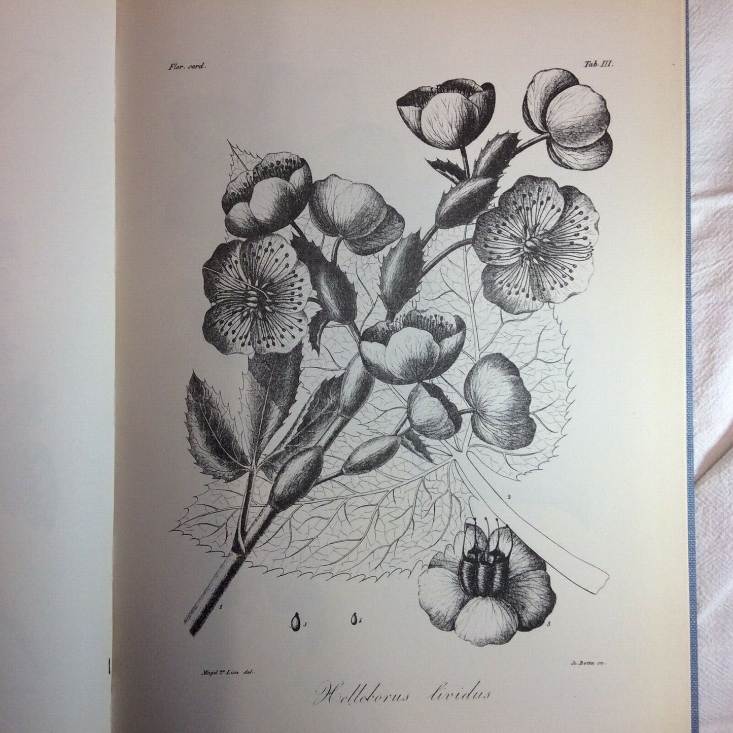 FLORA SARDOA SEU HISTORIA PLANTARUM, JOSEPHO HYACINTHO MORIS, ANASTATICA FORNI