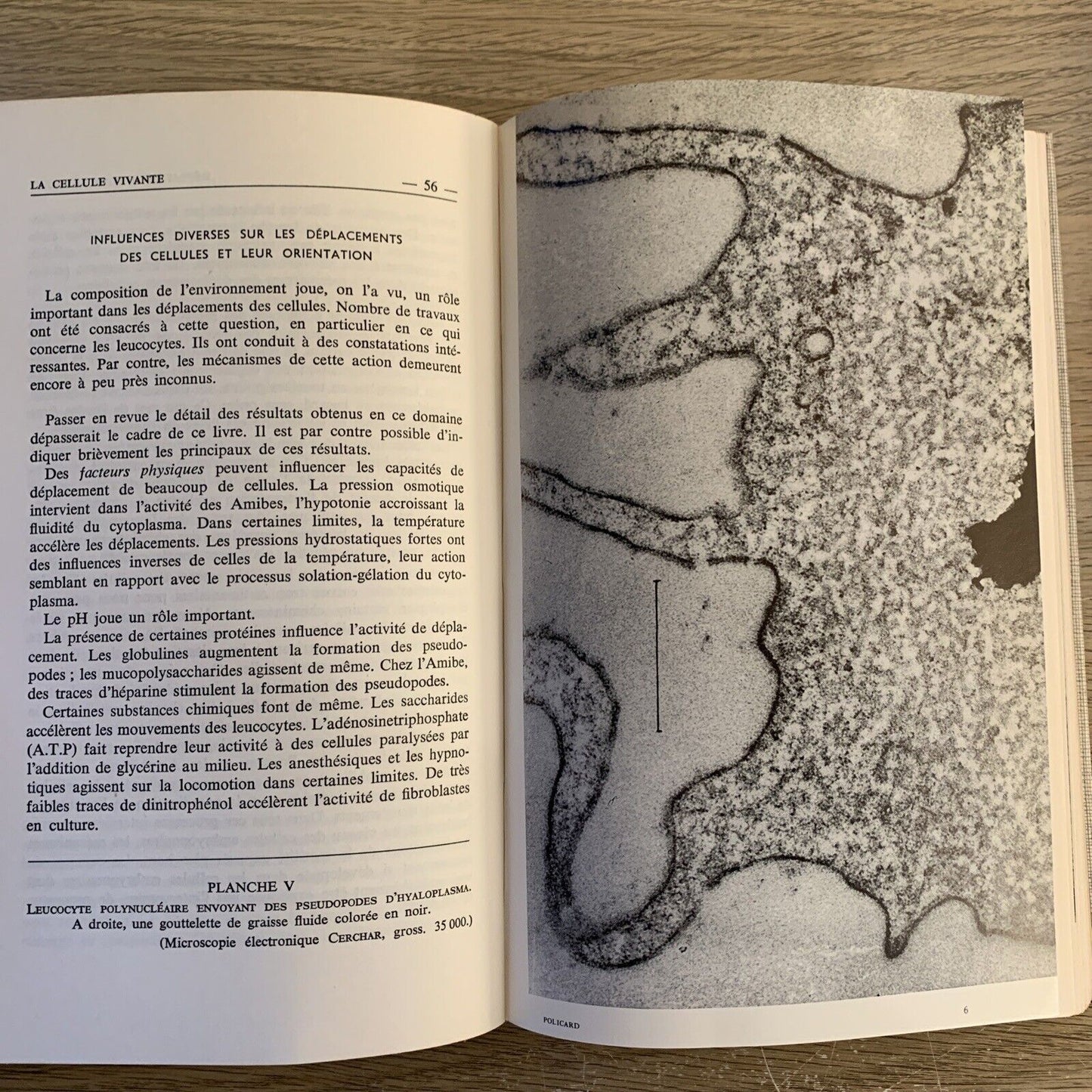 CELLULES VIVANTES ET POPULATIONS CELLULAIRES. Dynamique et structure moléculaire