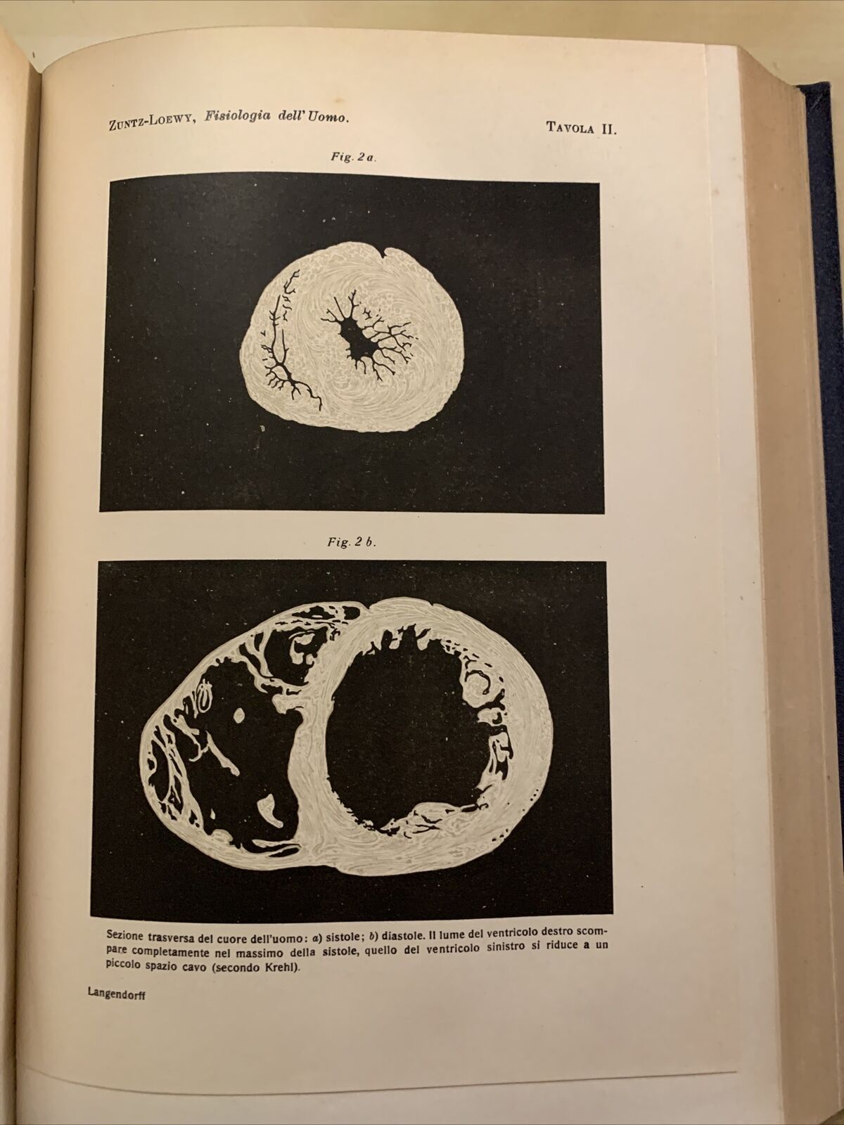MANUALE DI FISIOLOGIA DELL'UOMO - ZUNTZ, LOEWY 1918  - - 816 PAGINE. UTET #