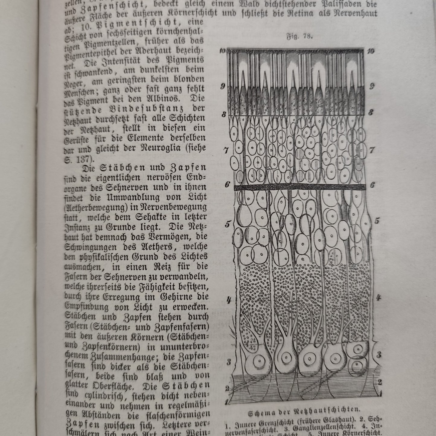 Das Buch vom Gesunden und kranken menschen - Ernst Bock 1889 Antico testo medico