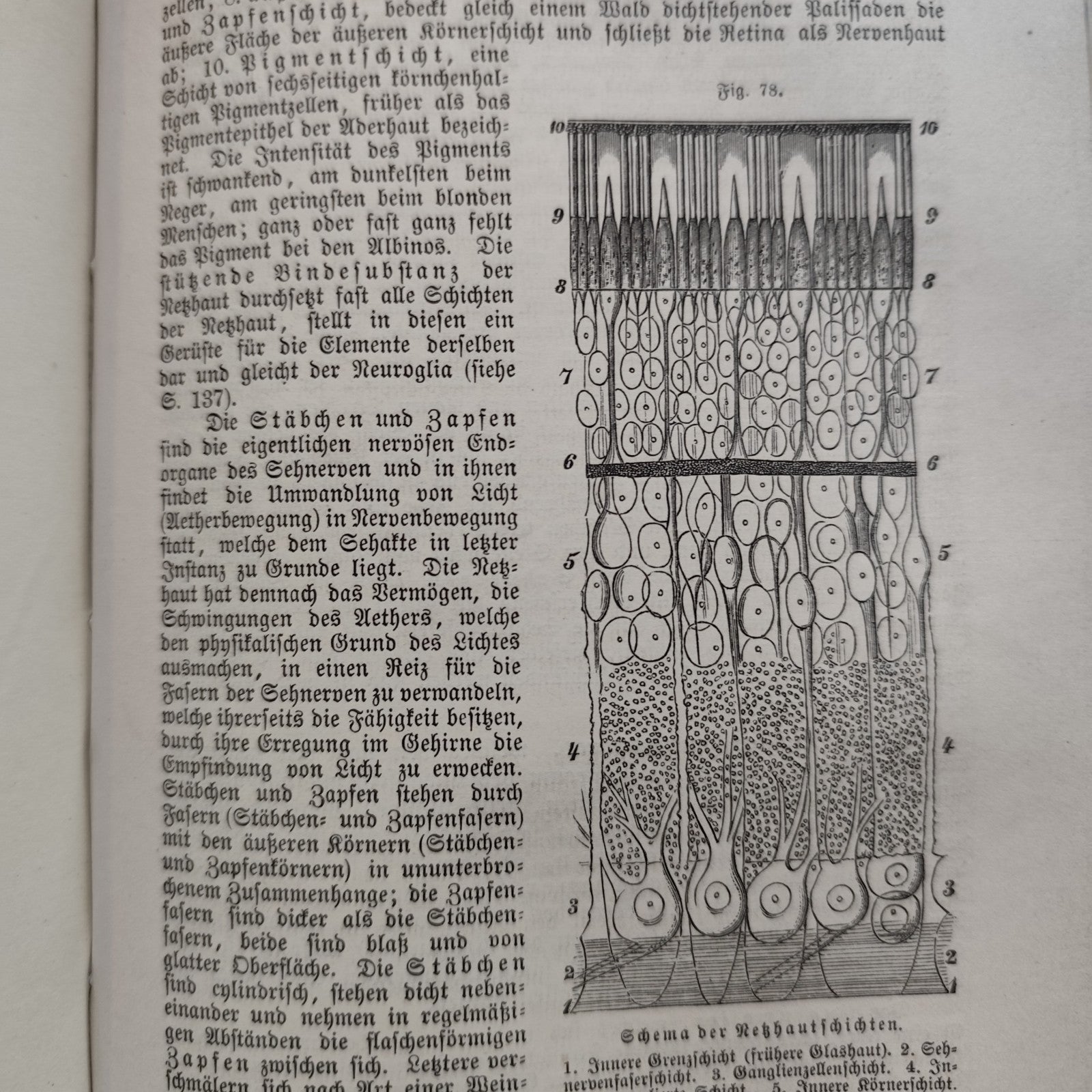 Das Buch vom Gesunden und kranken menschen - Ernst Bock 1889 Antico testo medico