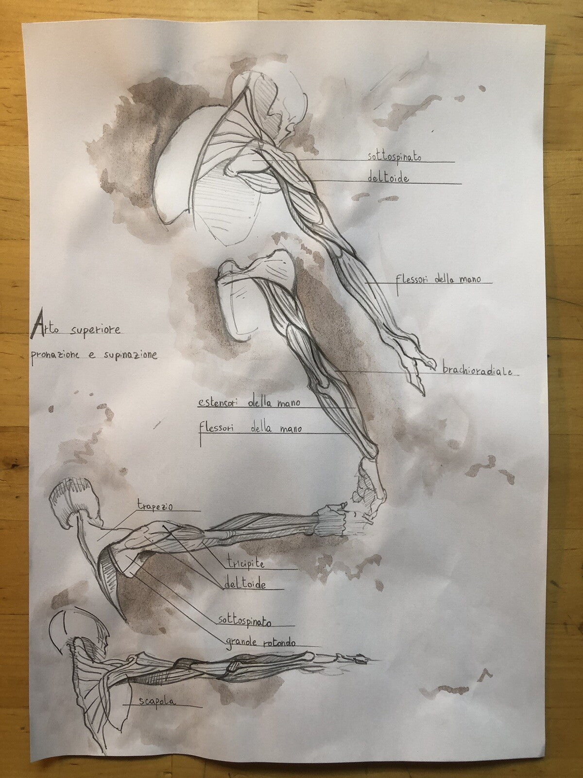 Tavola anatomica disegnata a mano, Arto superiore pronazione e supinazione
