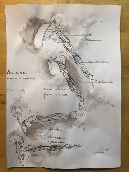 Tavola anatomica disegnata a mano, Arto superiore pronazione e supinazione