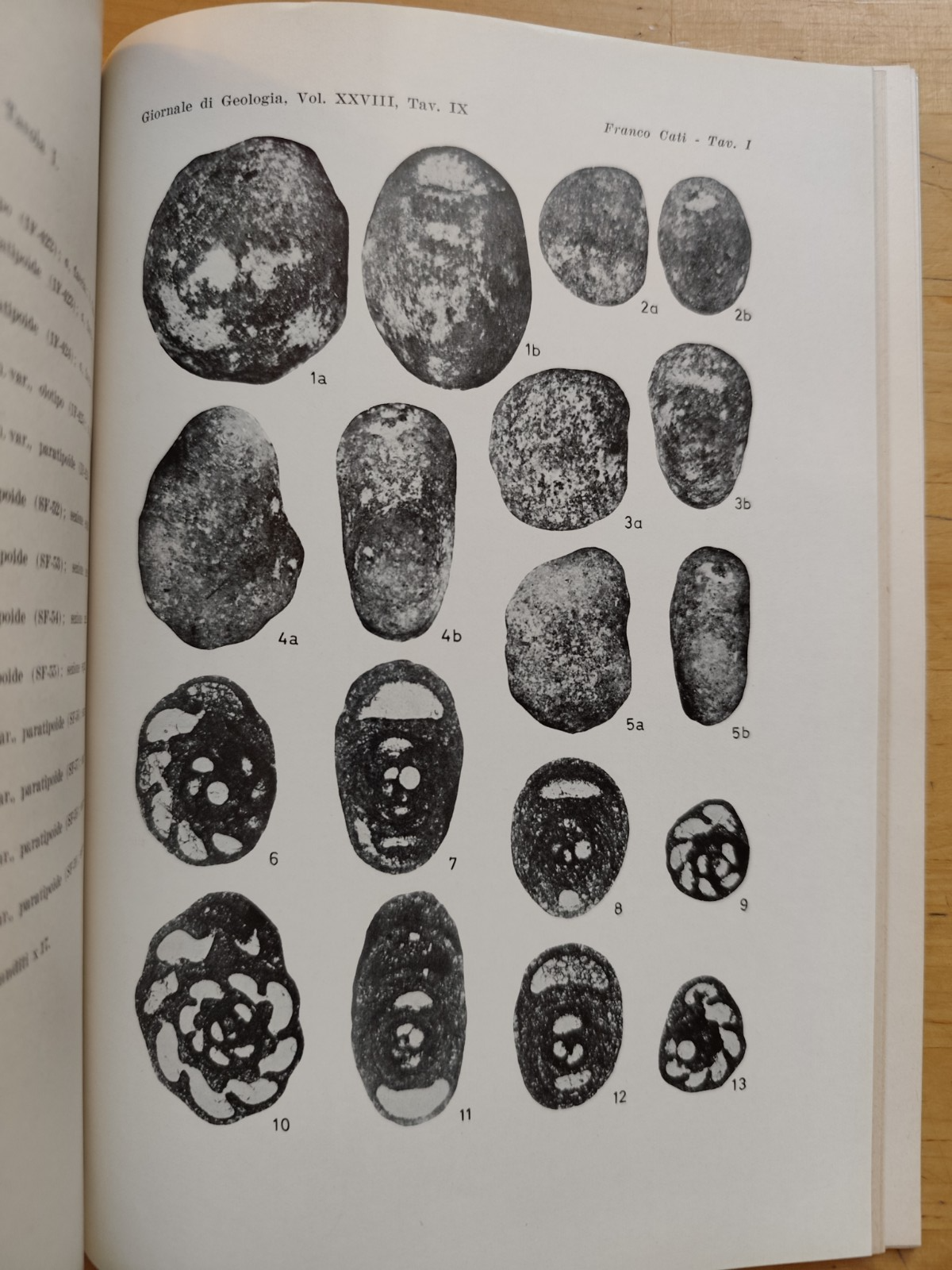 Giornale di geologia, museo geologico Bologna - Raimondo Selli, serie 2ª XXVIII