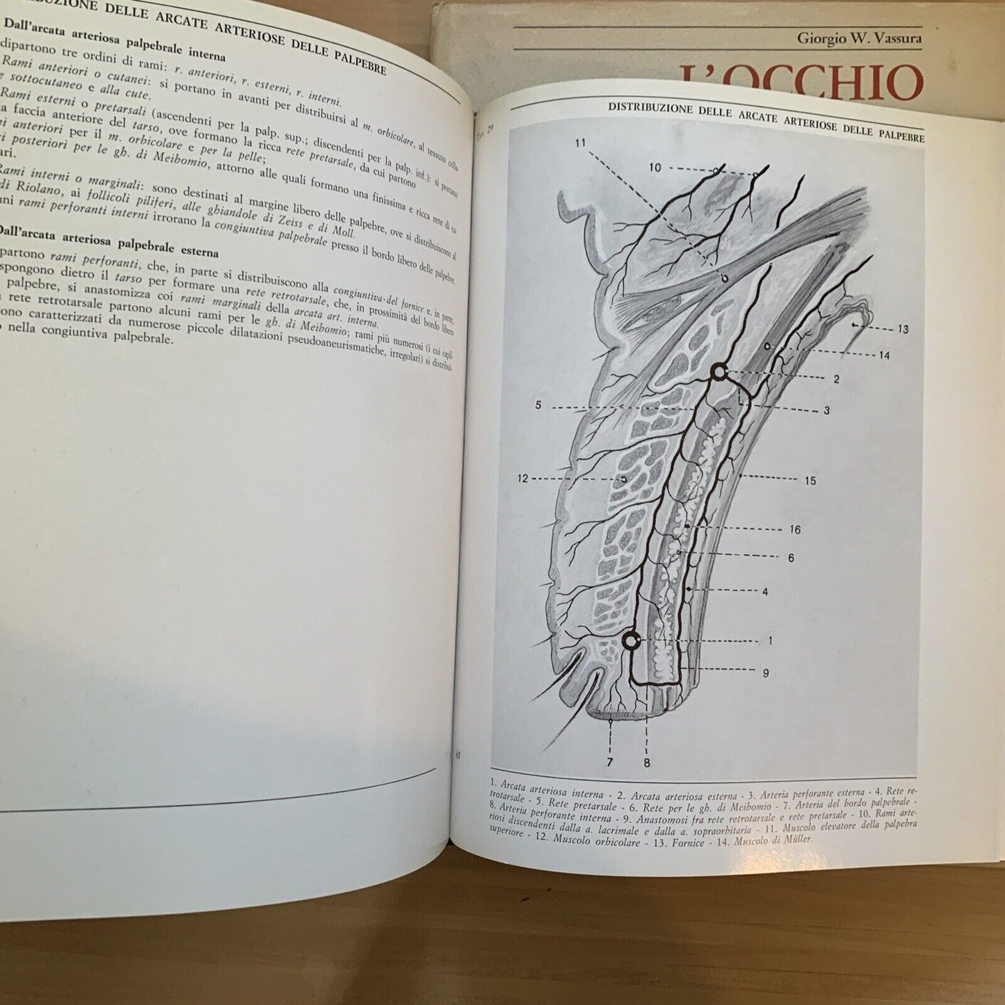 L'OCCHIO - Iconografia anatomica 4 volumi. Giorgio W. Vassura. Italseber