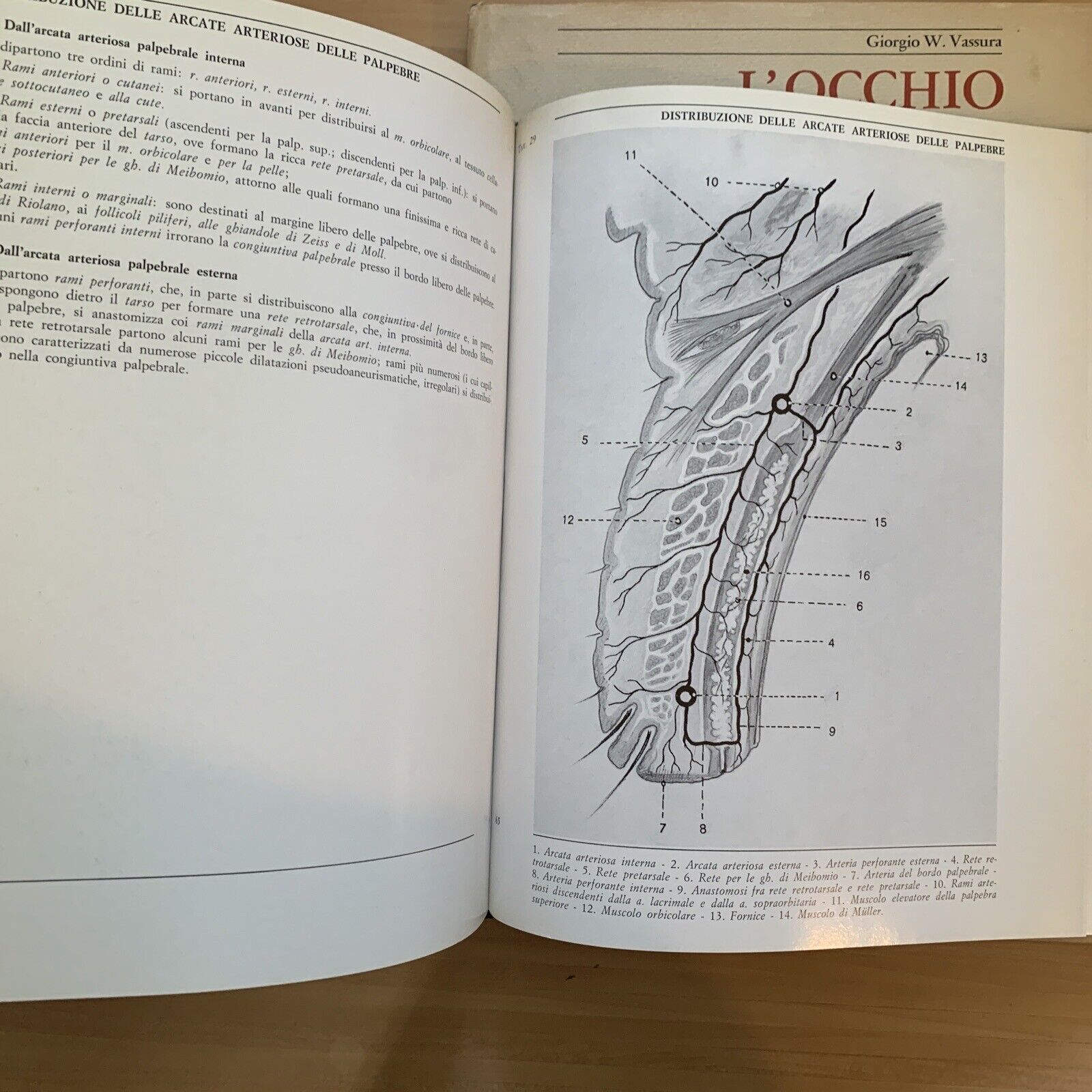L'OCCHIO - Iconografia anatomica 4 volumi. Giorgio W. Vassura. Italseber