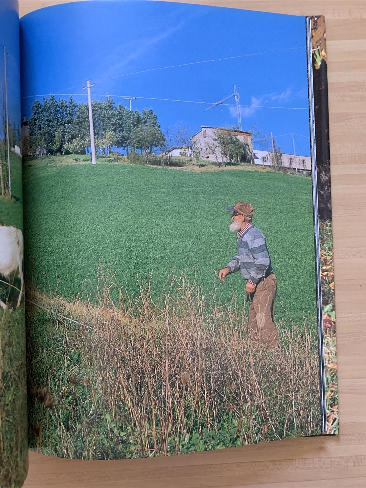 ZOCCA - PENSIERI A COLORI, RICCARDO SOLMI. CALDERINI EDAGRICOLE #