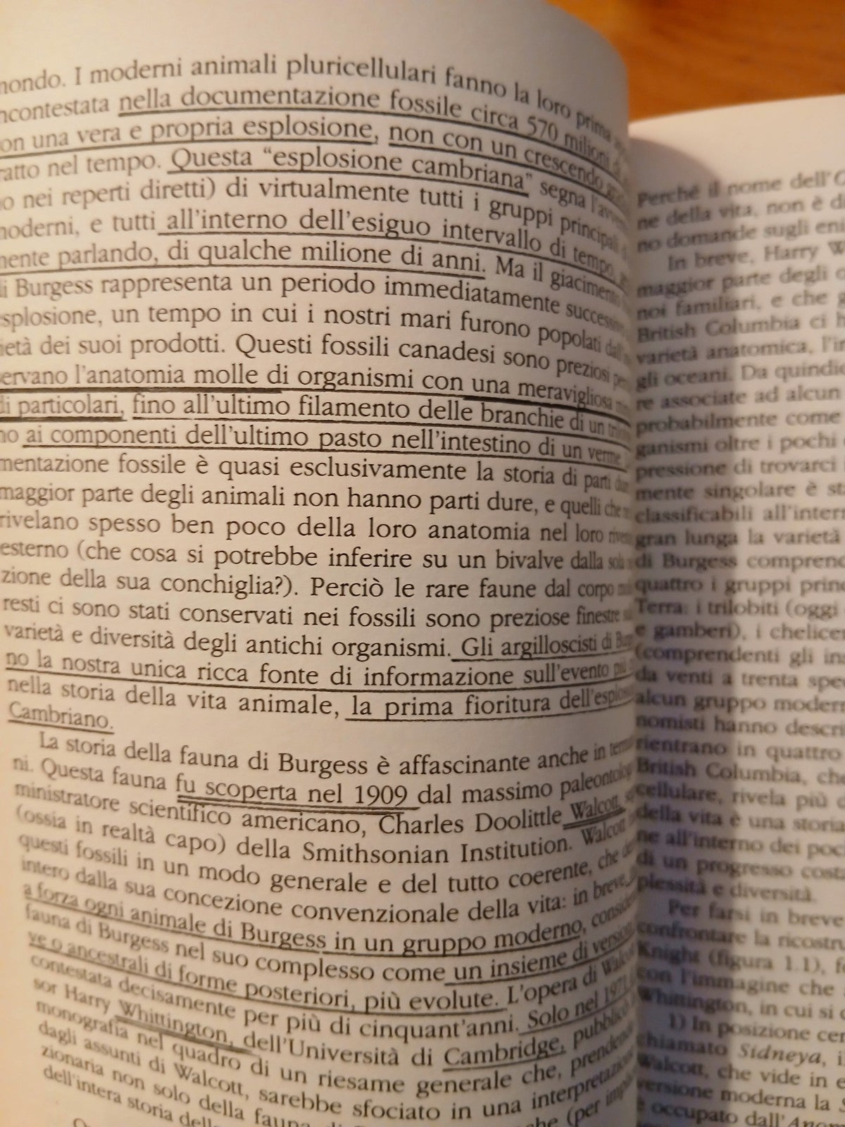 La vita meravigliosa - Stephen Jay Gould - I Fossili di Burgess. Feltrinelli