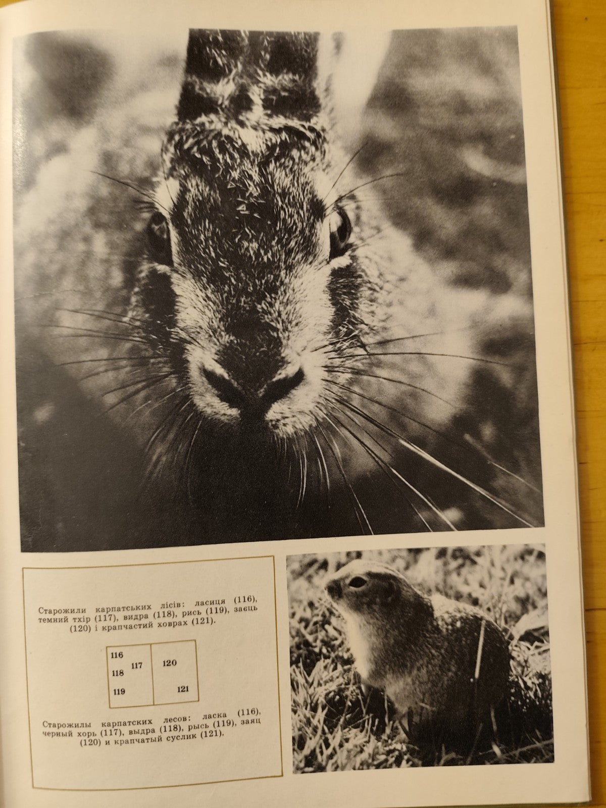 Ucraina fotografico Carpazi, lingua madre 1973 Karpaty editore Komendar, Fedaka
