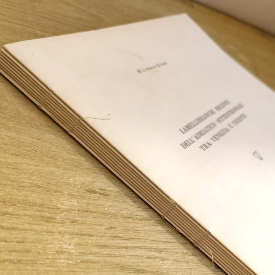 Lamellibranchi recenti Adriatico settentrionale Venezia Trieste - Stolfa Zucchi