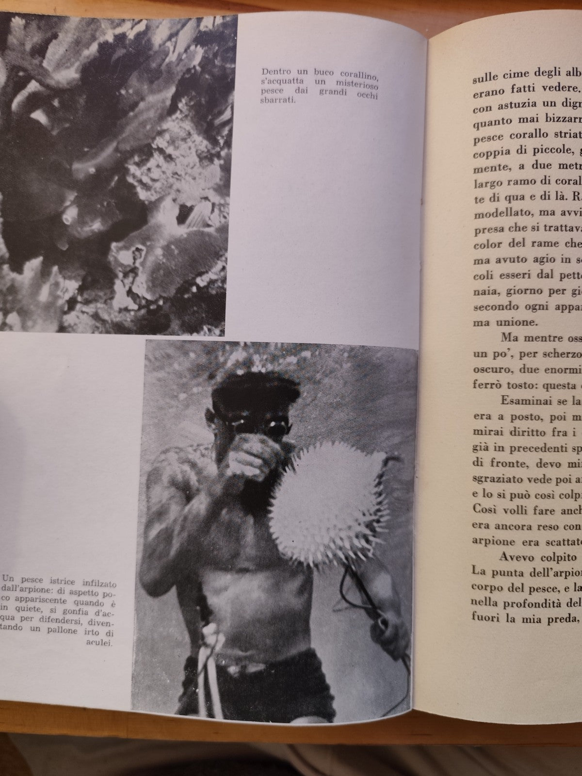 Fra squali e coralli avventure nel mar Caraibico, Hans Hass - Mediterranea 1949