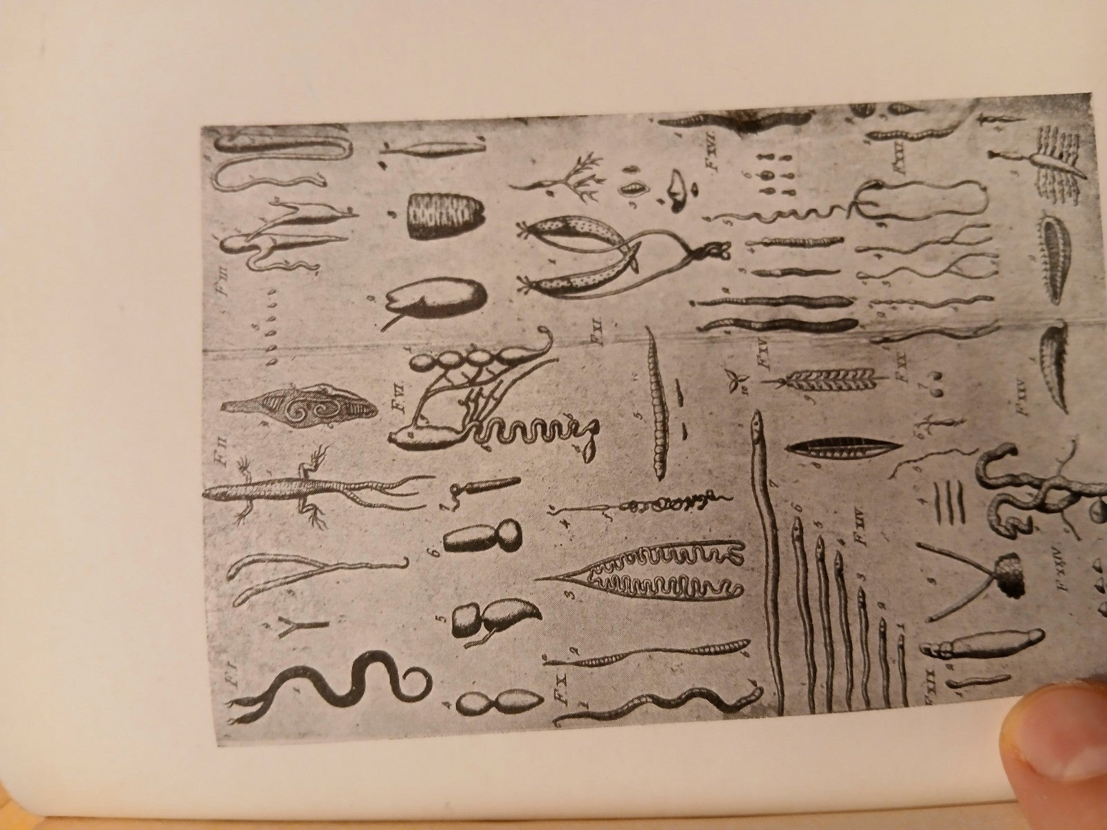 Vite dei medici e naturalisti 2 - M. Cardini, Francesco Redi 1914