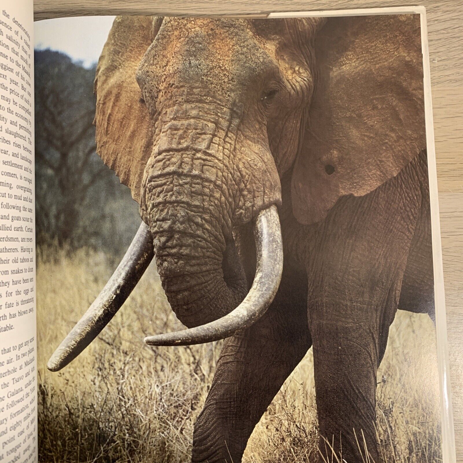PETER MATTHIESSEN - THE TREE WHERE MAN WAS BORN. ELIOT PORTER , THE AFRICAN EXPE