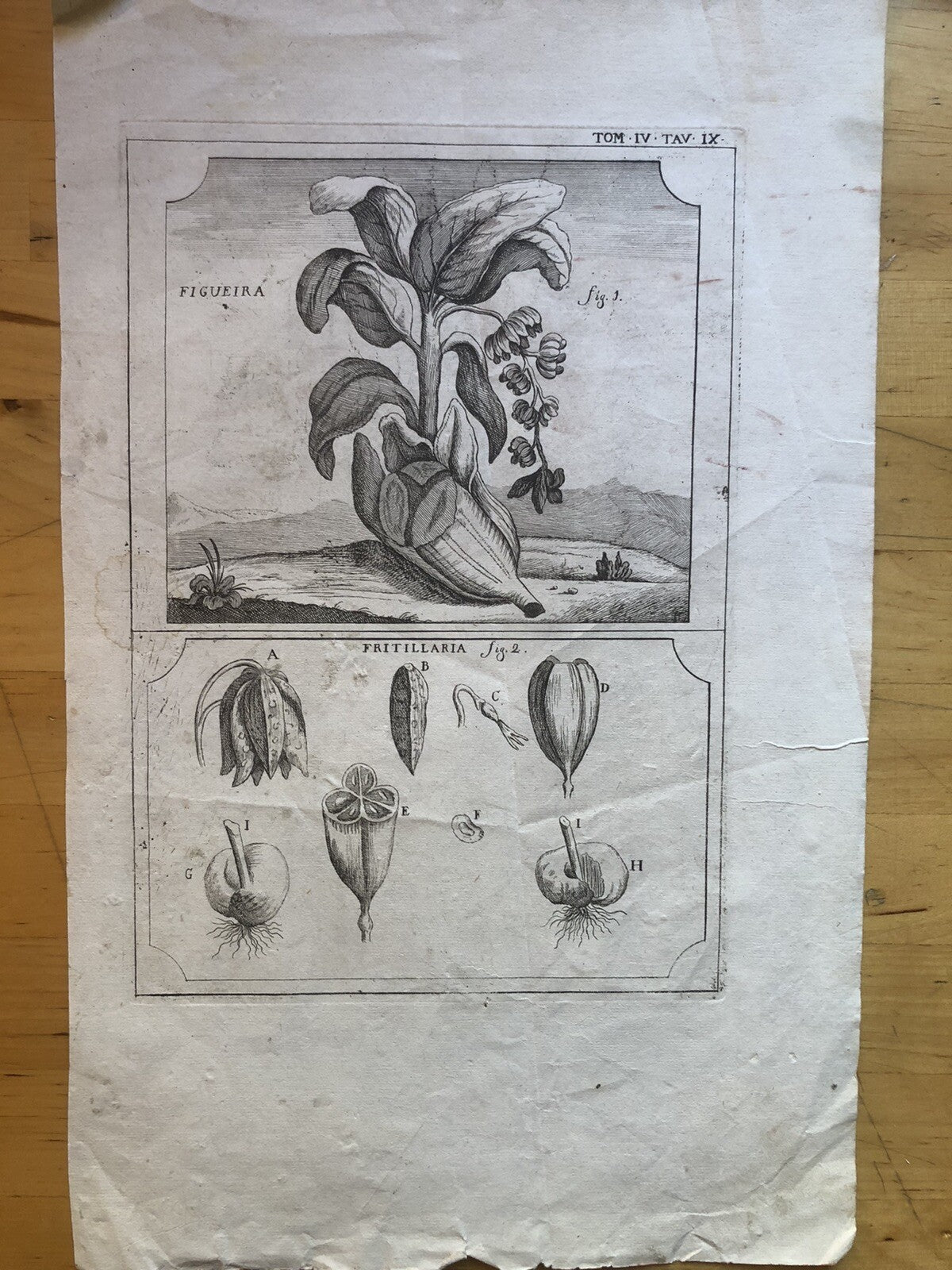 Incisione stampa botanica antica 1700 ca. Figueira Fritillaria