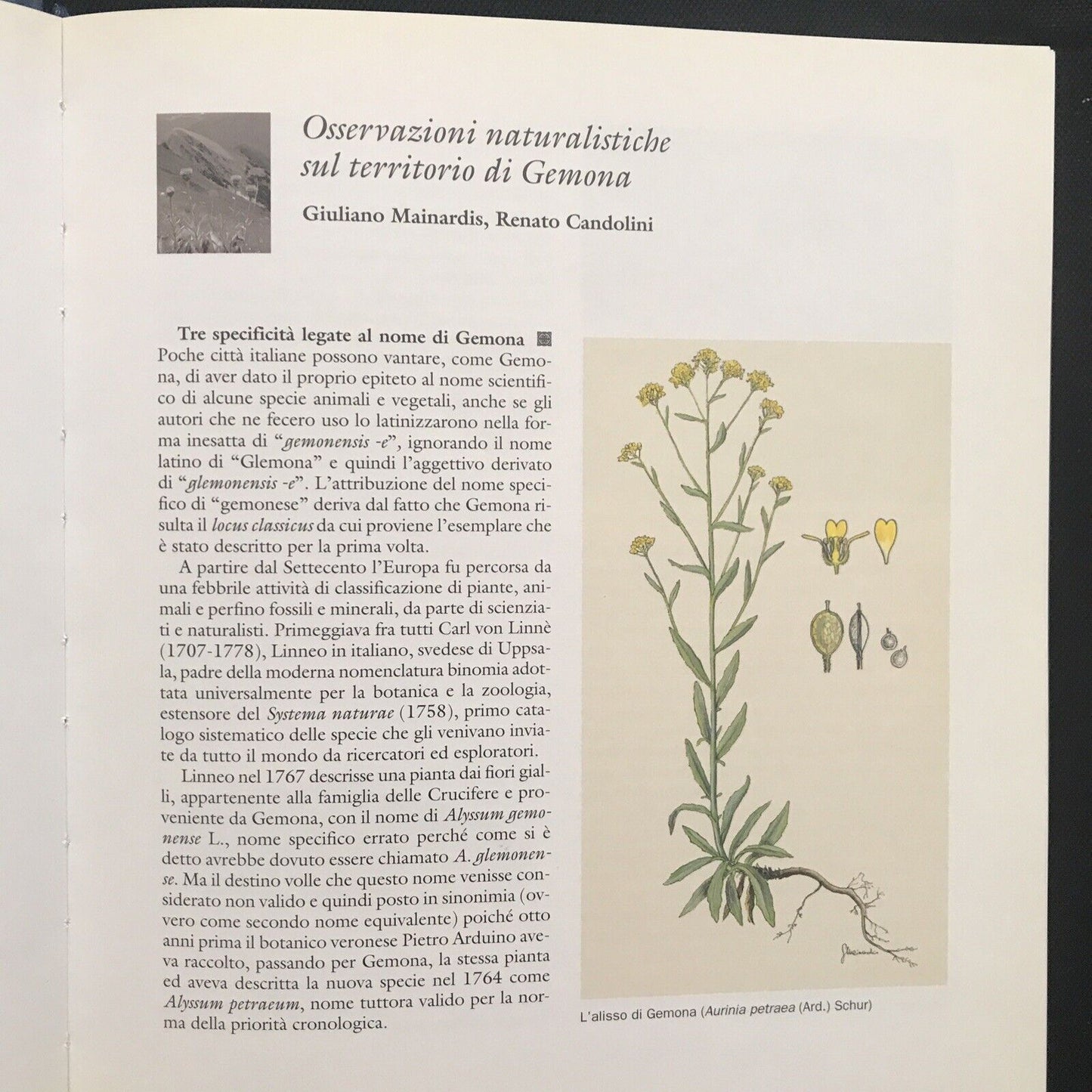 GLEMONE, Enos Costantini, GEMONA DEL FRIULI storia territorio